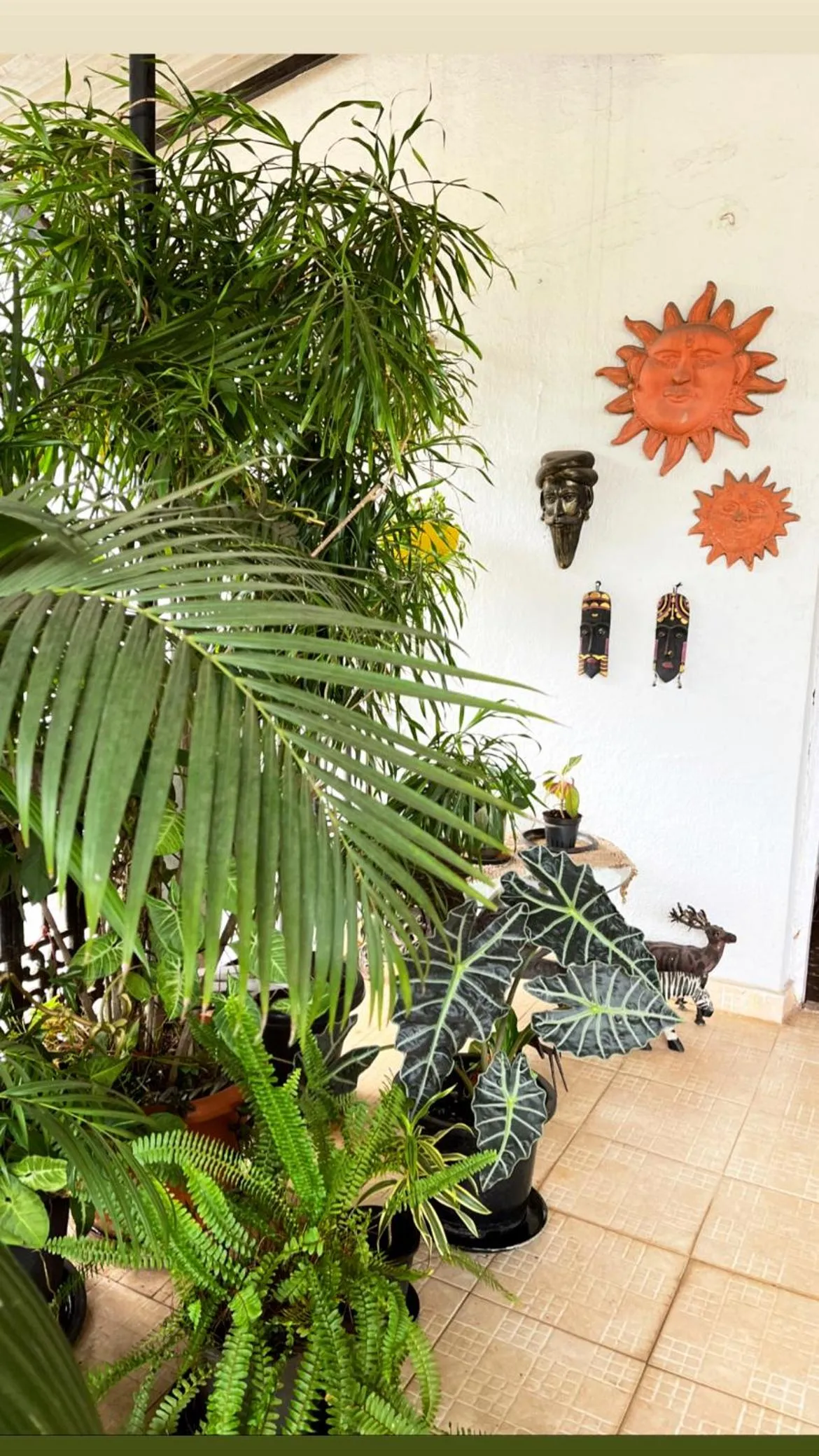 Garden in Hotel Paulino