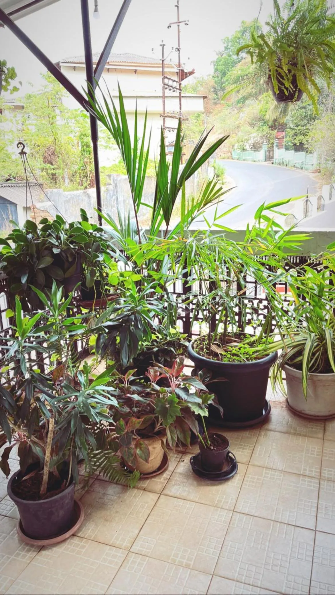 Garden in Hotel Paulino
