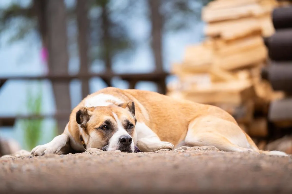 Garden in Storm Mountain Lodge & Cabins