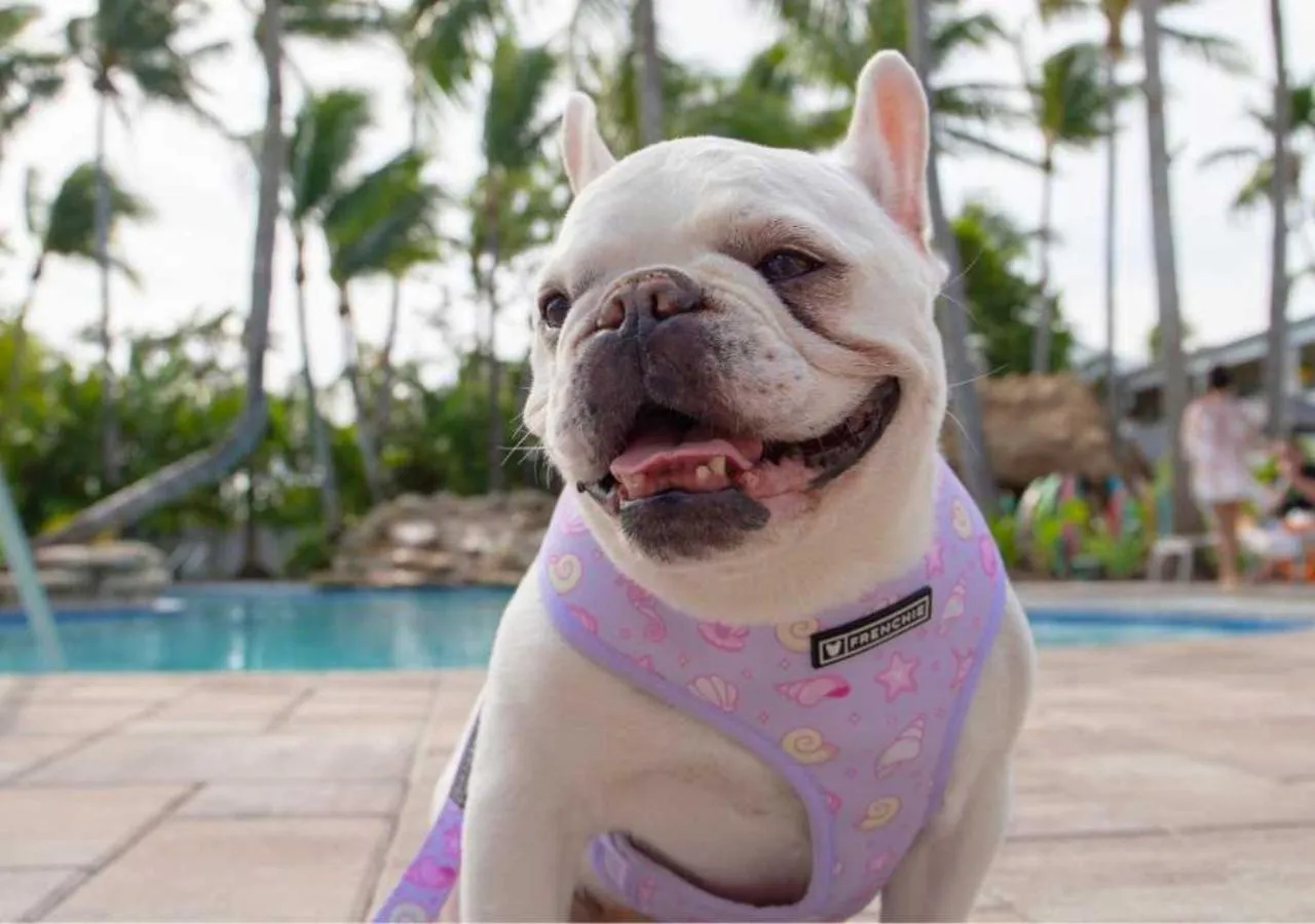 pet friendly in Havana Cabana at Key West