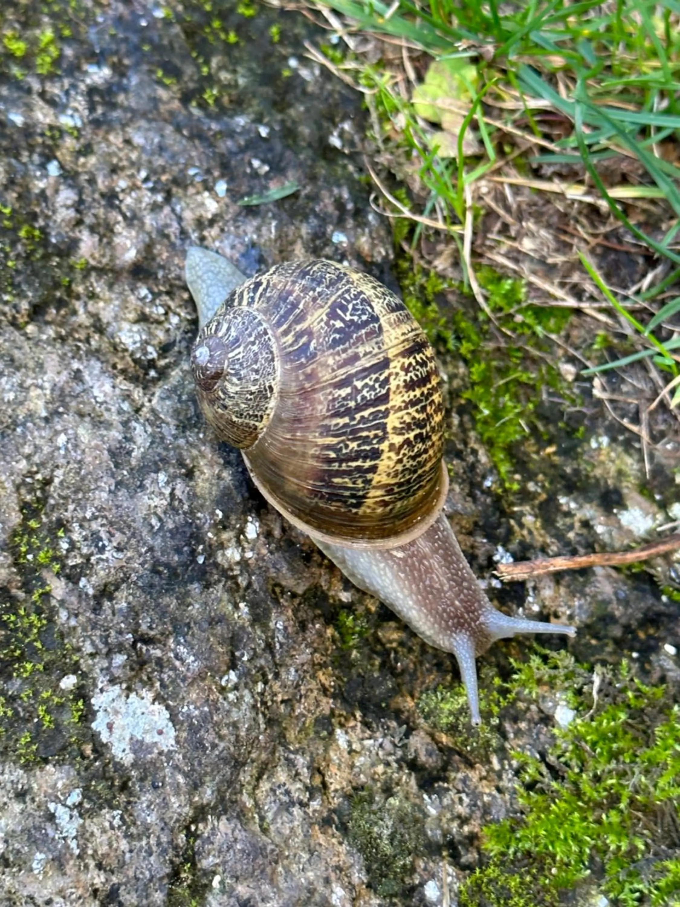CARBALLO DE PRADO 1900