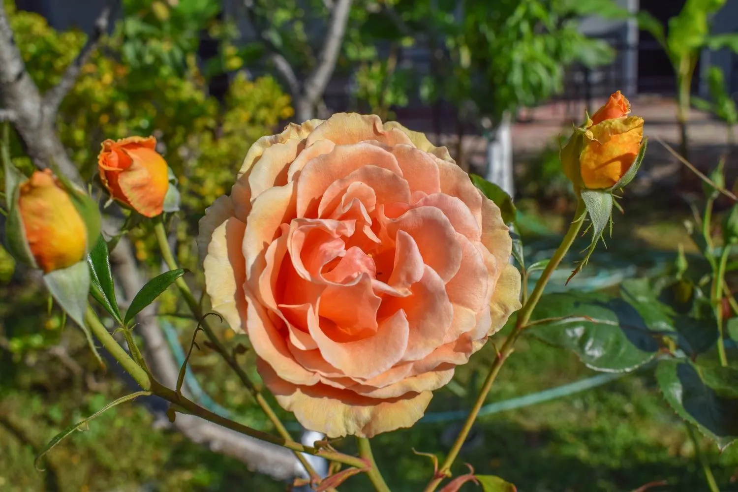 Garden in Rose Garden Apartments