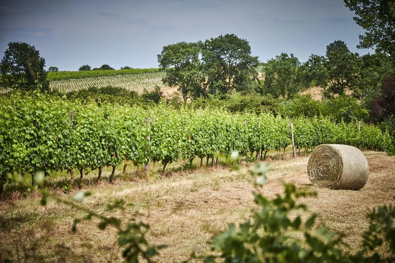 Natural landscape in Les Jardins de l'Anjou