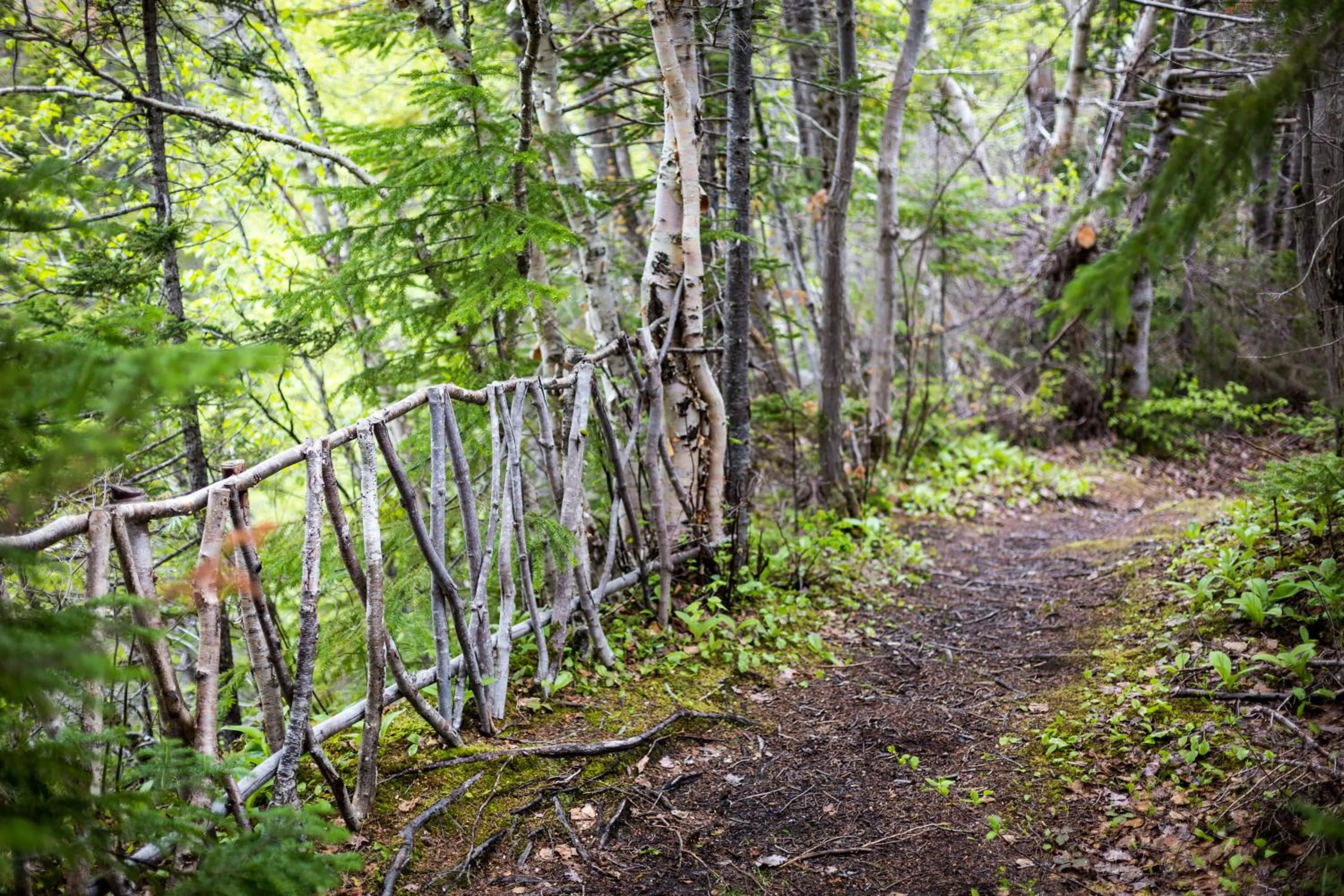 Natural landscape in Middle Brook Cottages & Chalets