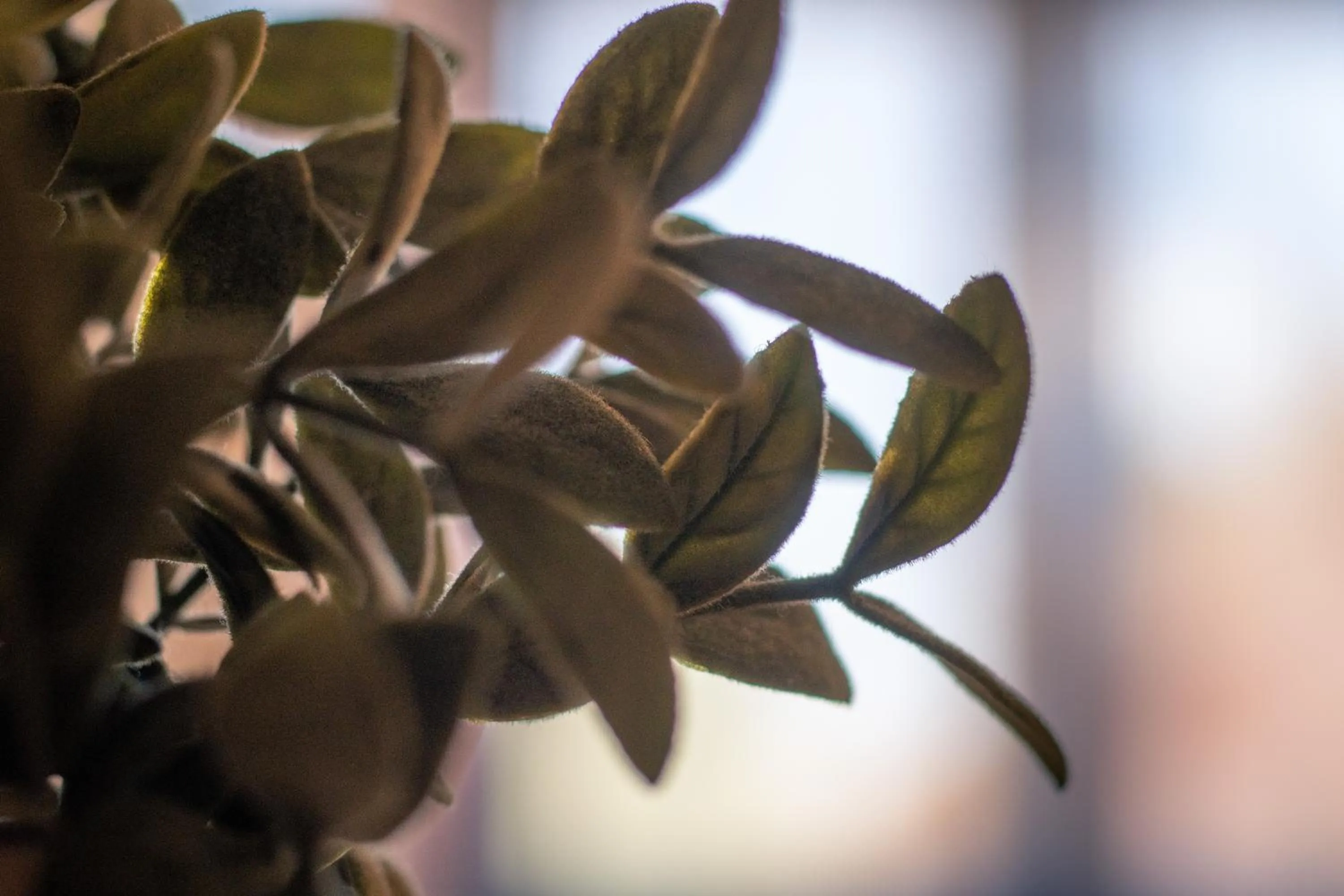 Le President-Gare Nimes Pont Du Gard