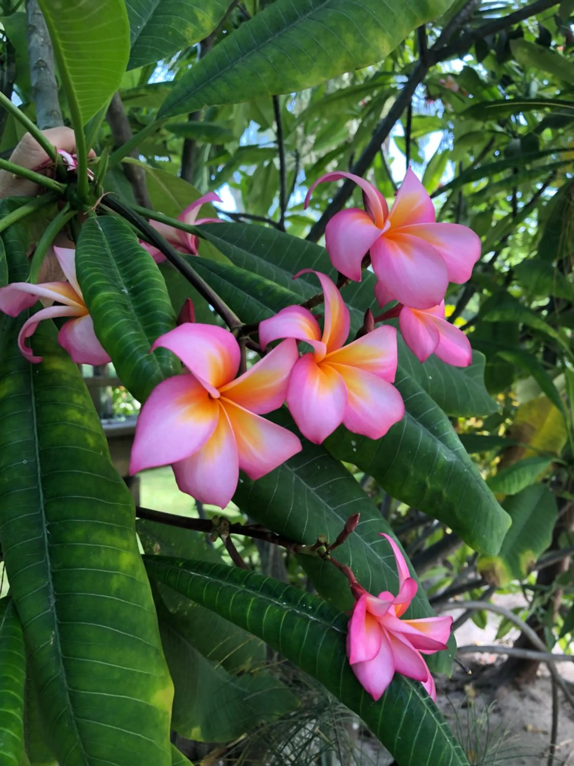 Natural landscape in Belize Budget Suites