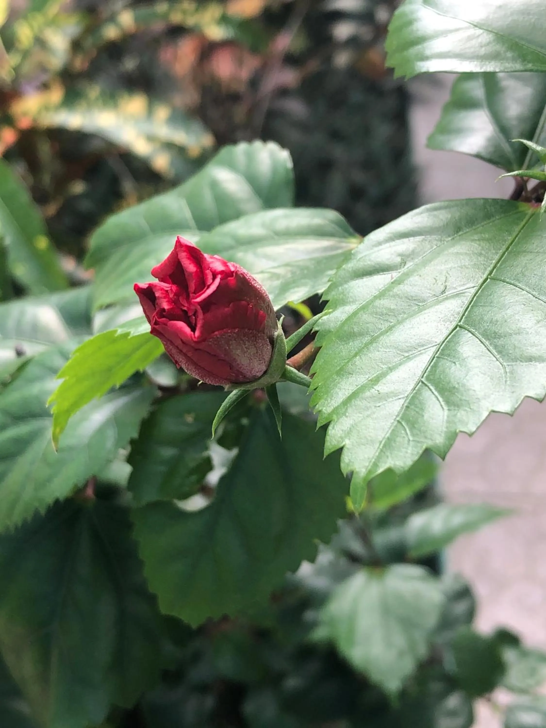 Property building in Belize Budget Suites