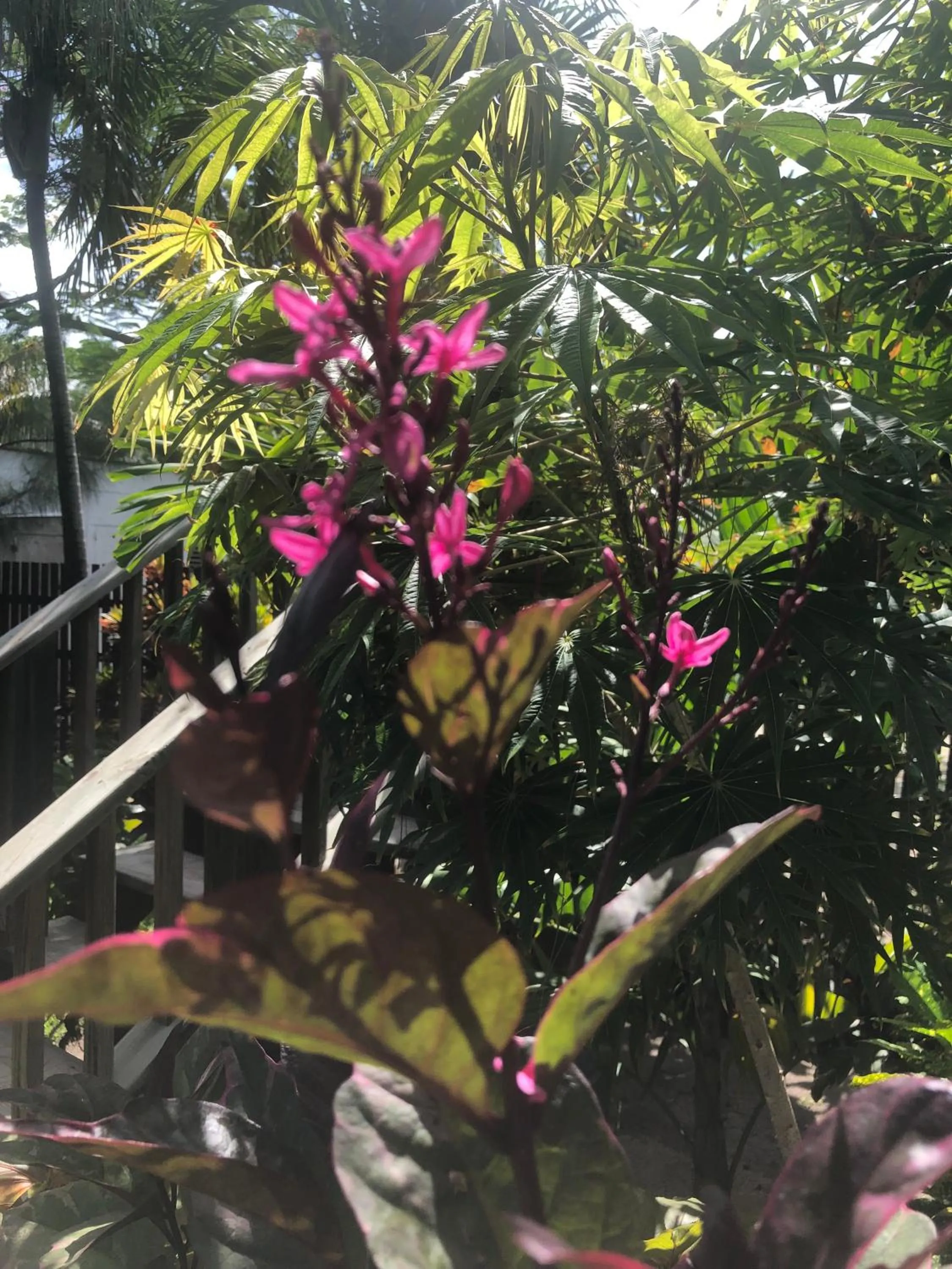 Natural landscape in Belize Budget Suites