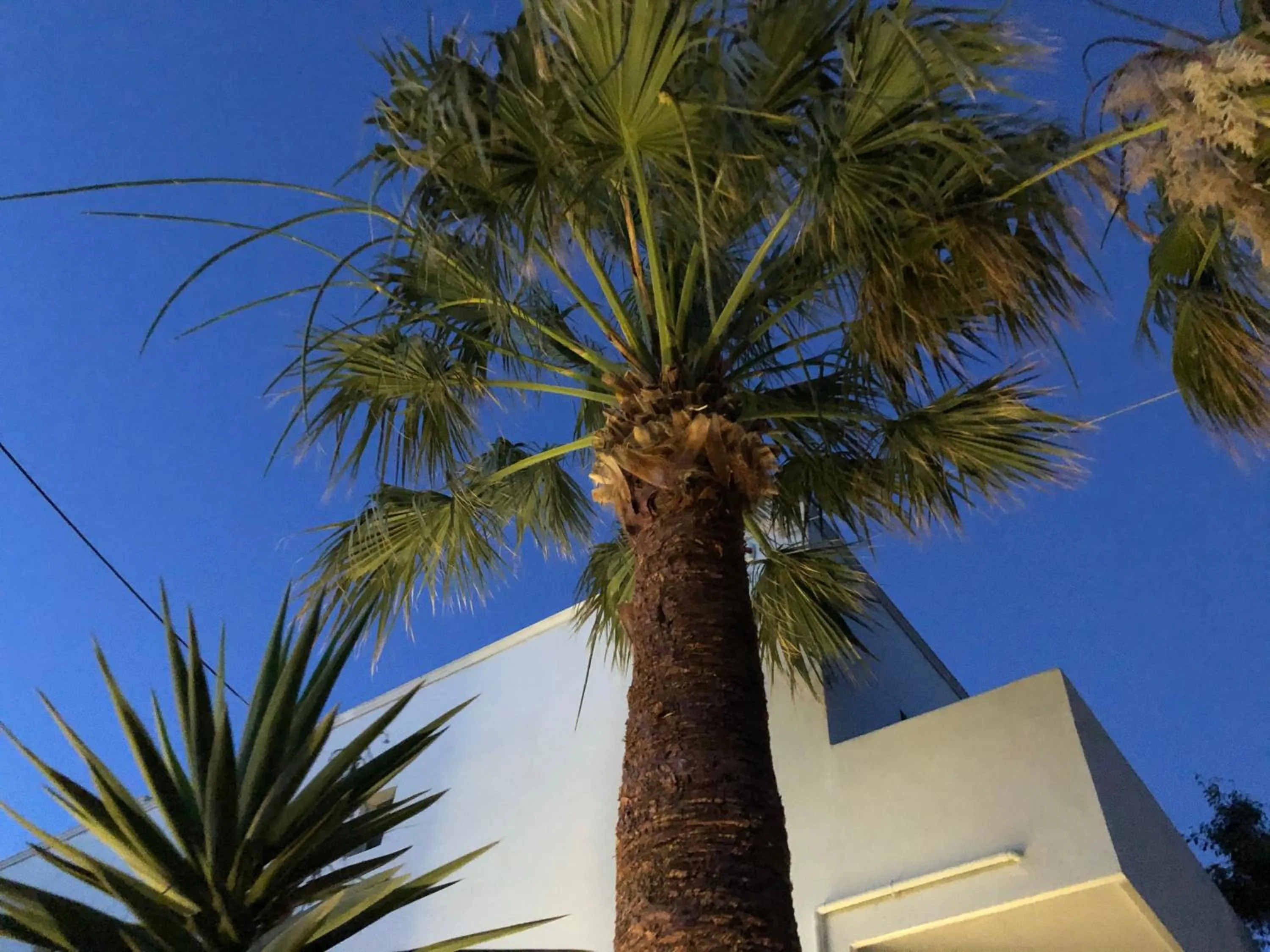 Garden in Dragonfly Villas