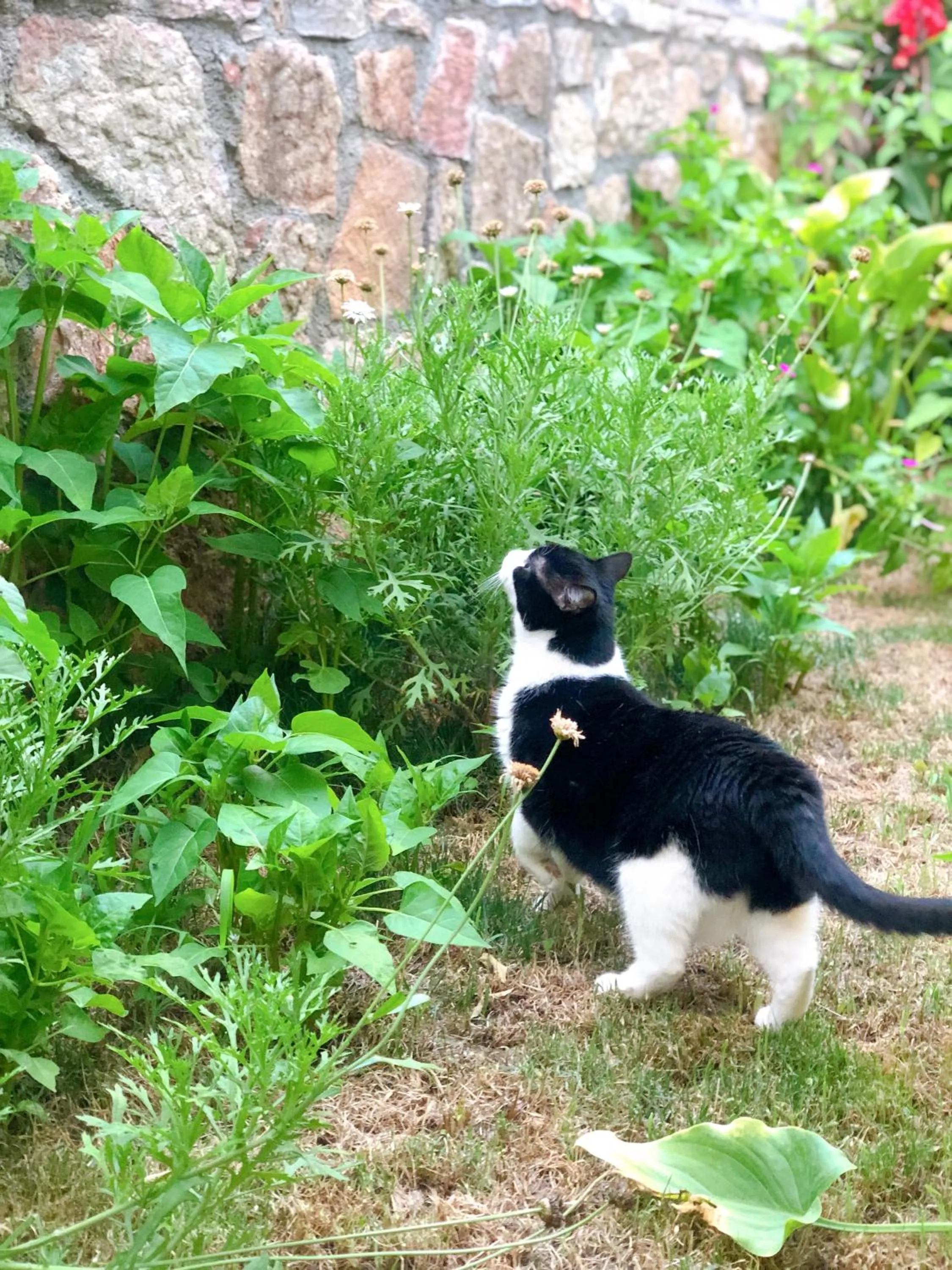 Garden in L'onda Oda Bodrum