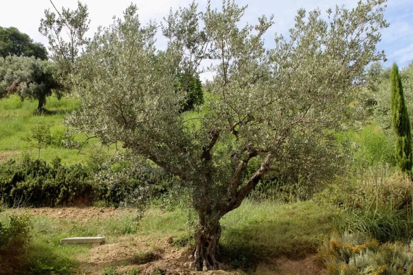 Natural landscape in Frontemaja