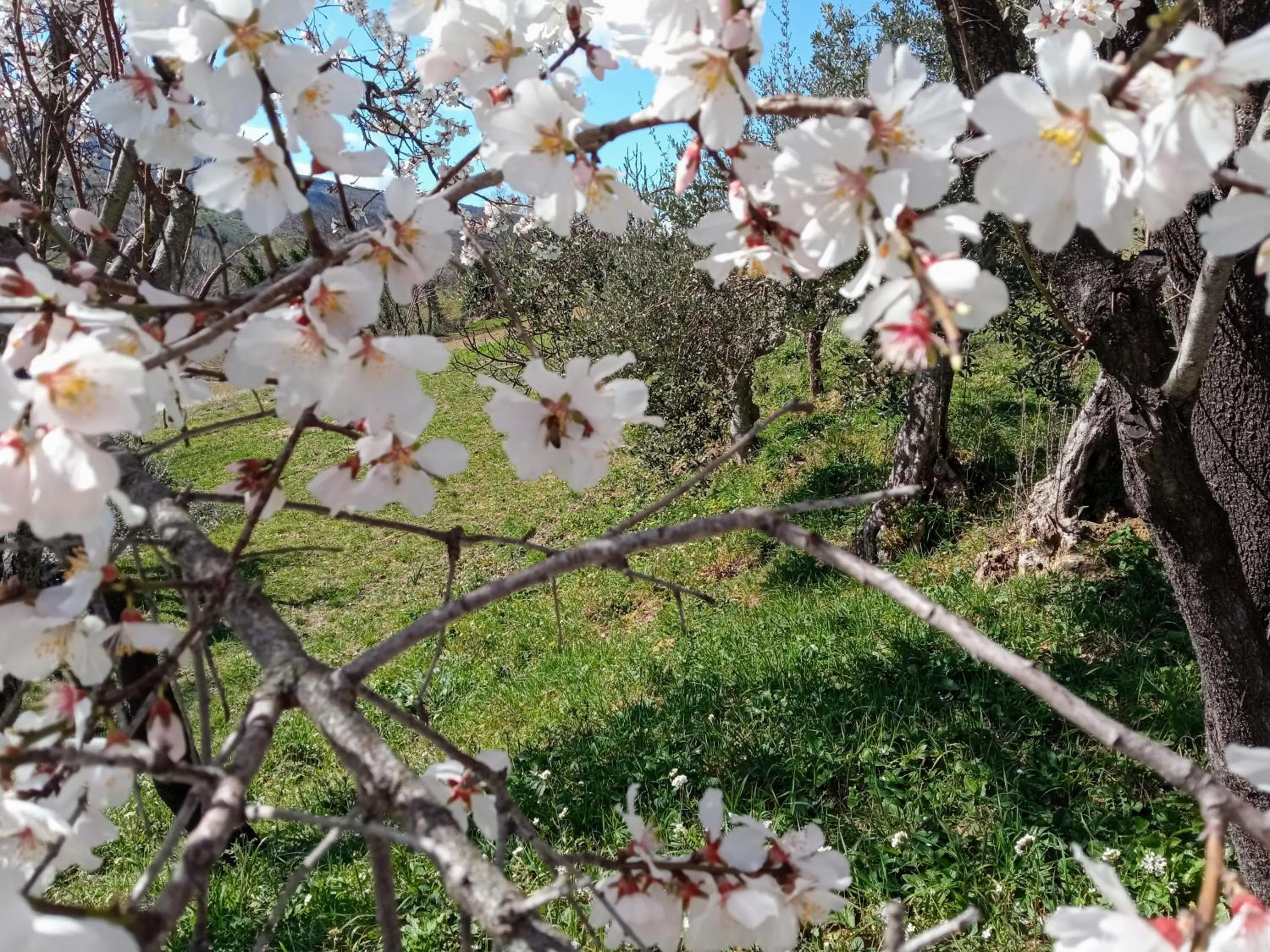 Garden in Frontemaja