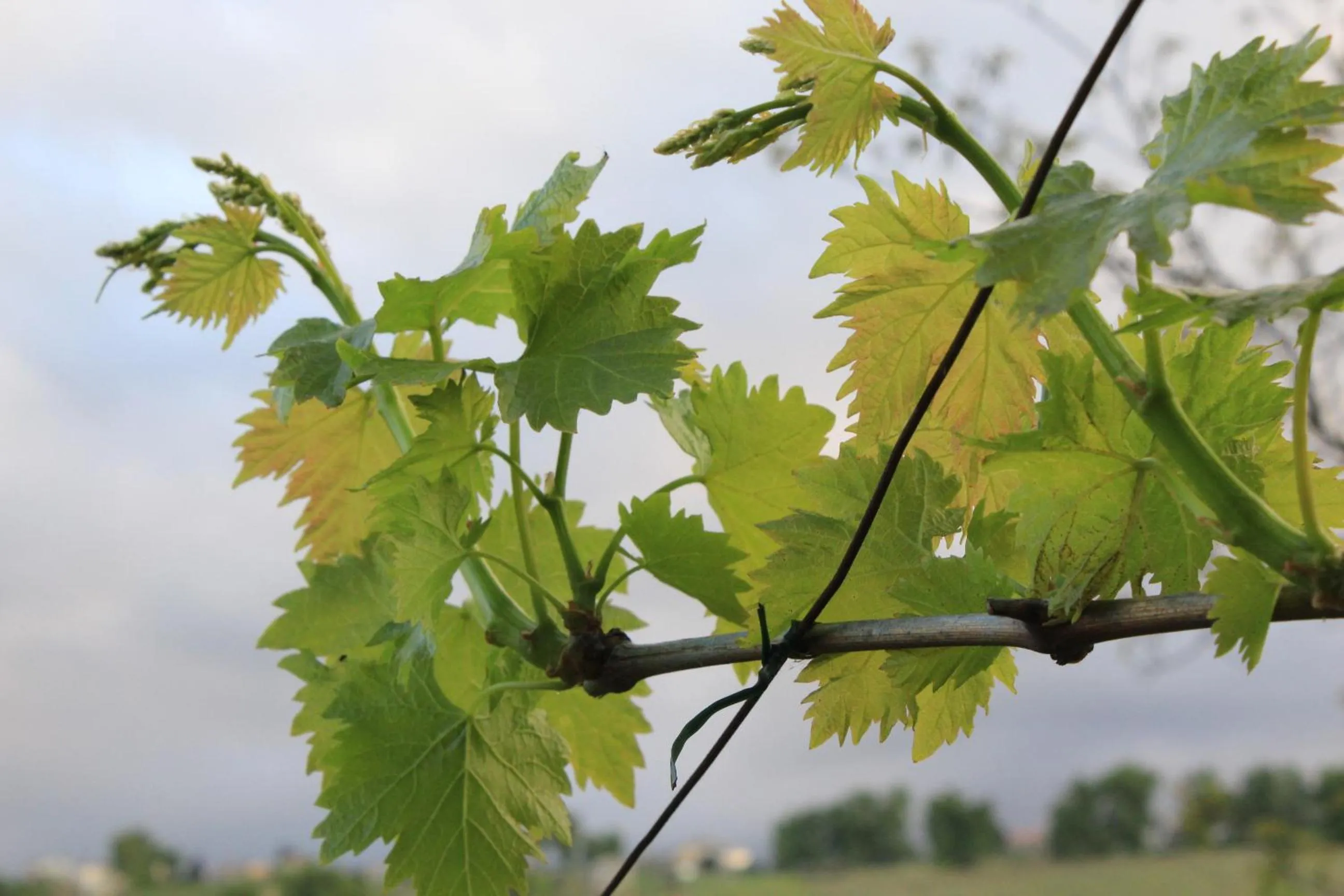 Natural landscape in Frontemaja
