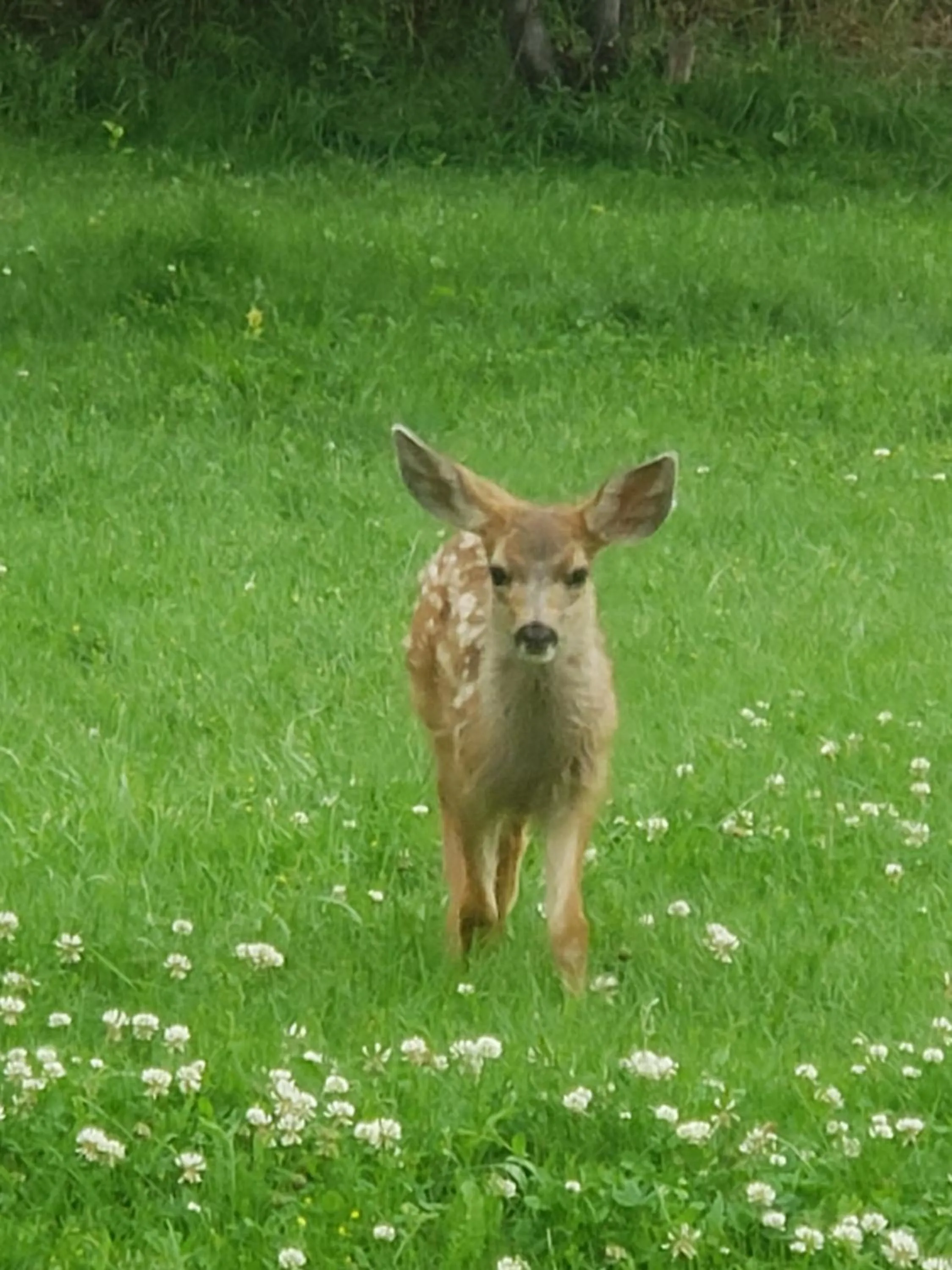 Animals in Browns Canyon Inn