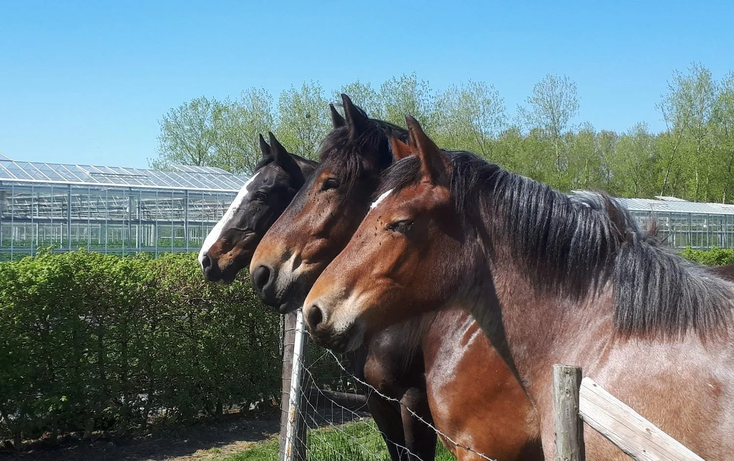 Garden in De Bonderbei