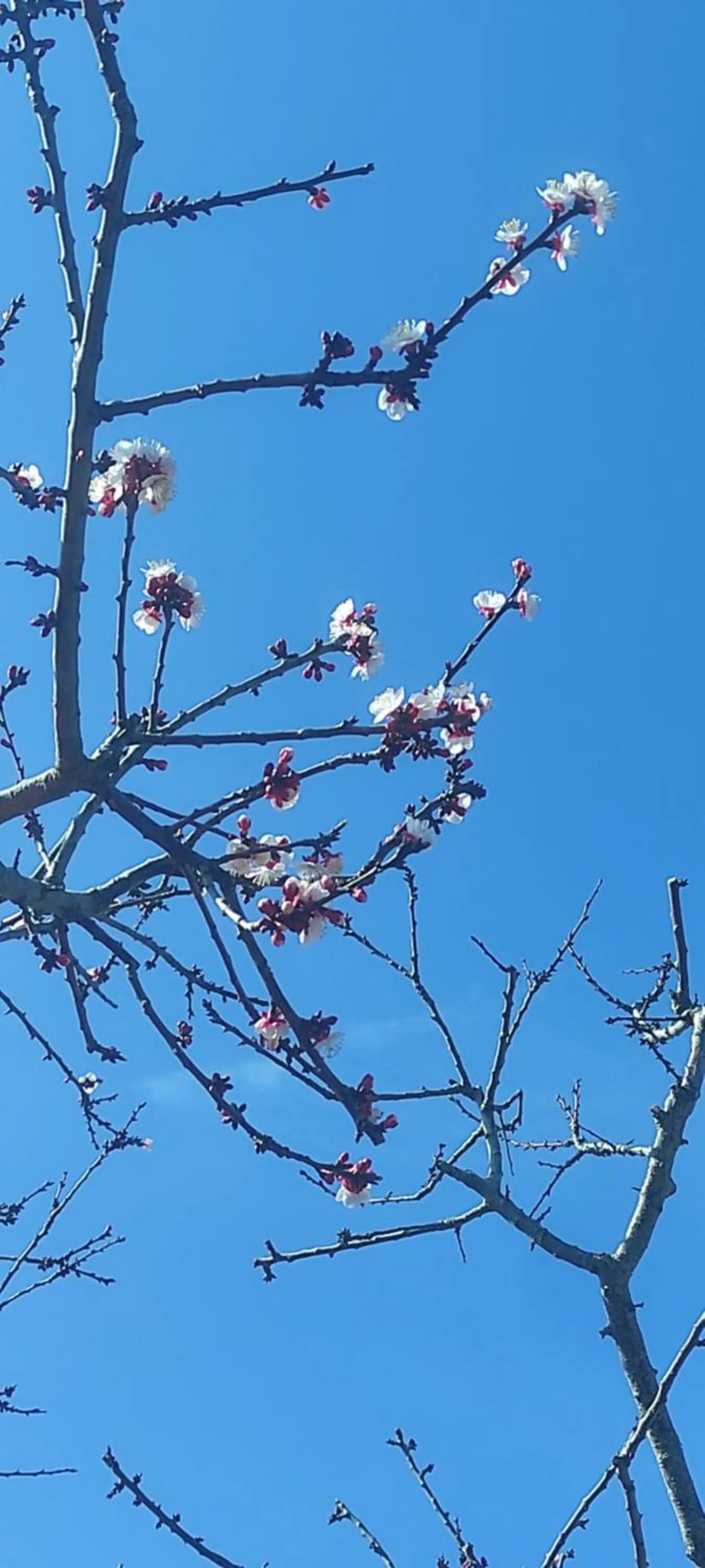 Spring in La casa di Armando