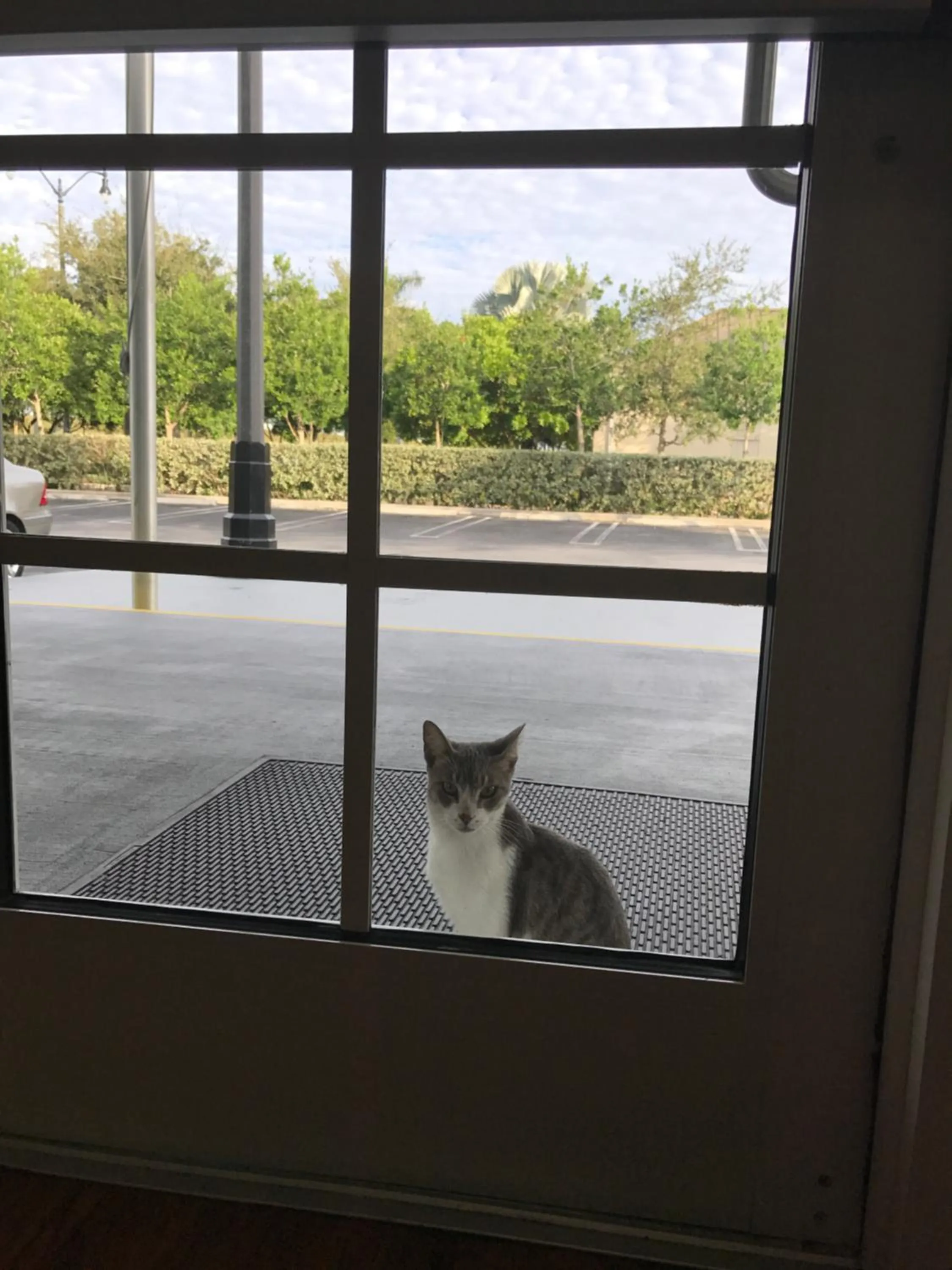 Pets in Best Studio Inn Homestead (Extended Stay)