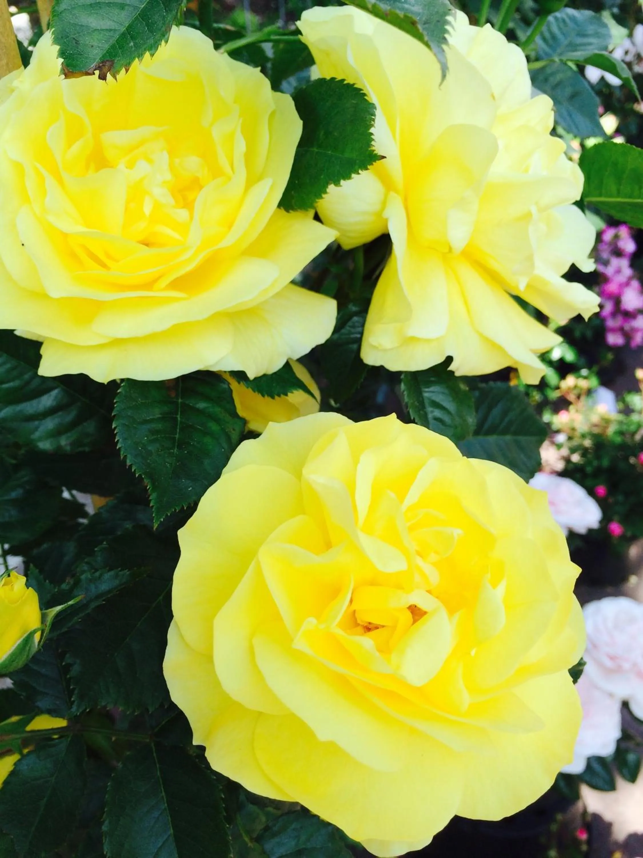 Day in Hotel Le Festival