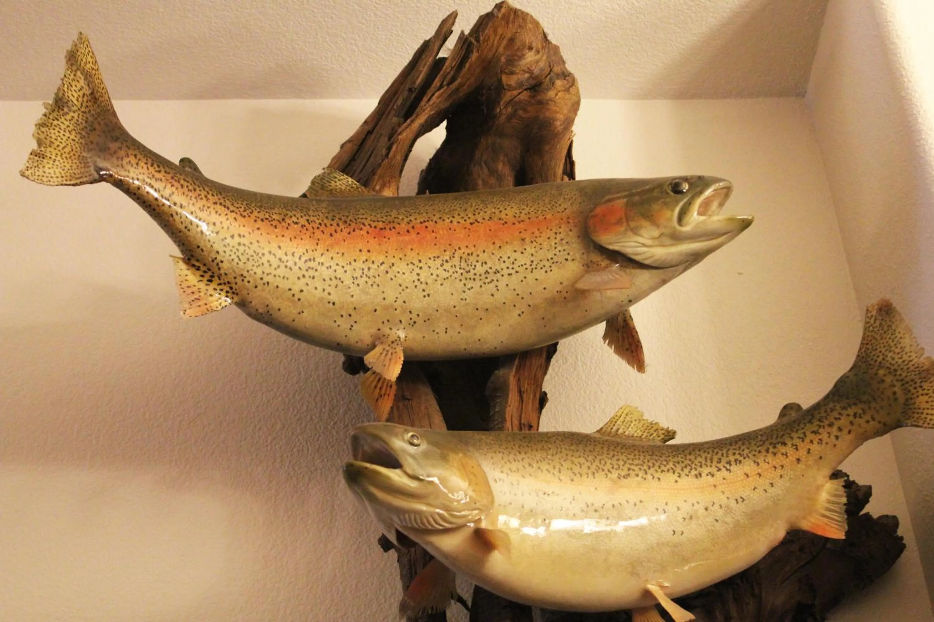 Fishing in Caboose Motel