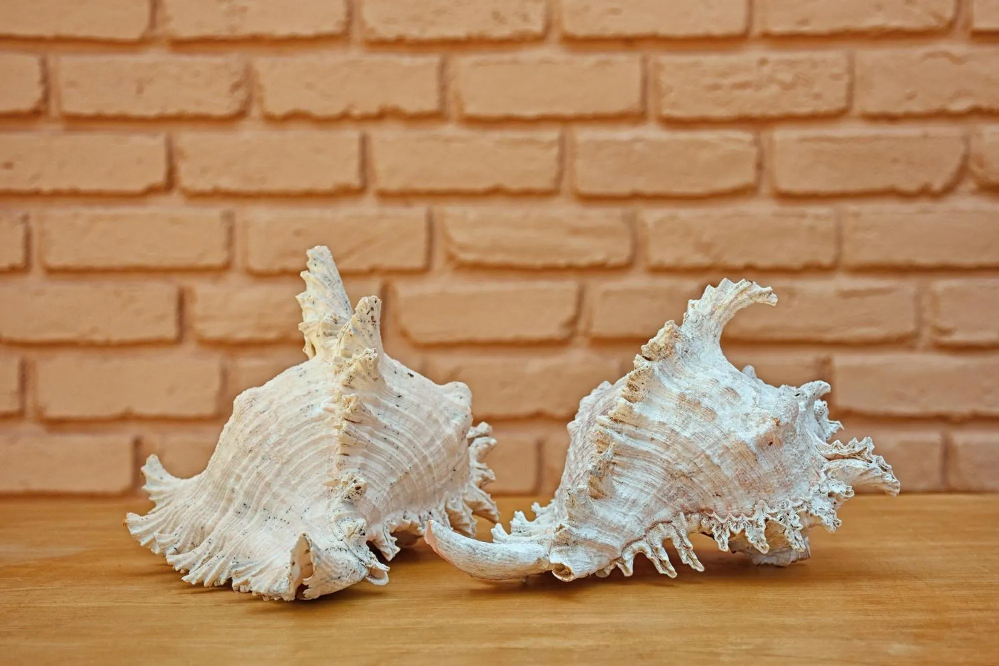 Decorative detail in Melheim Beach Kalpitiya