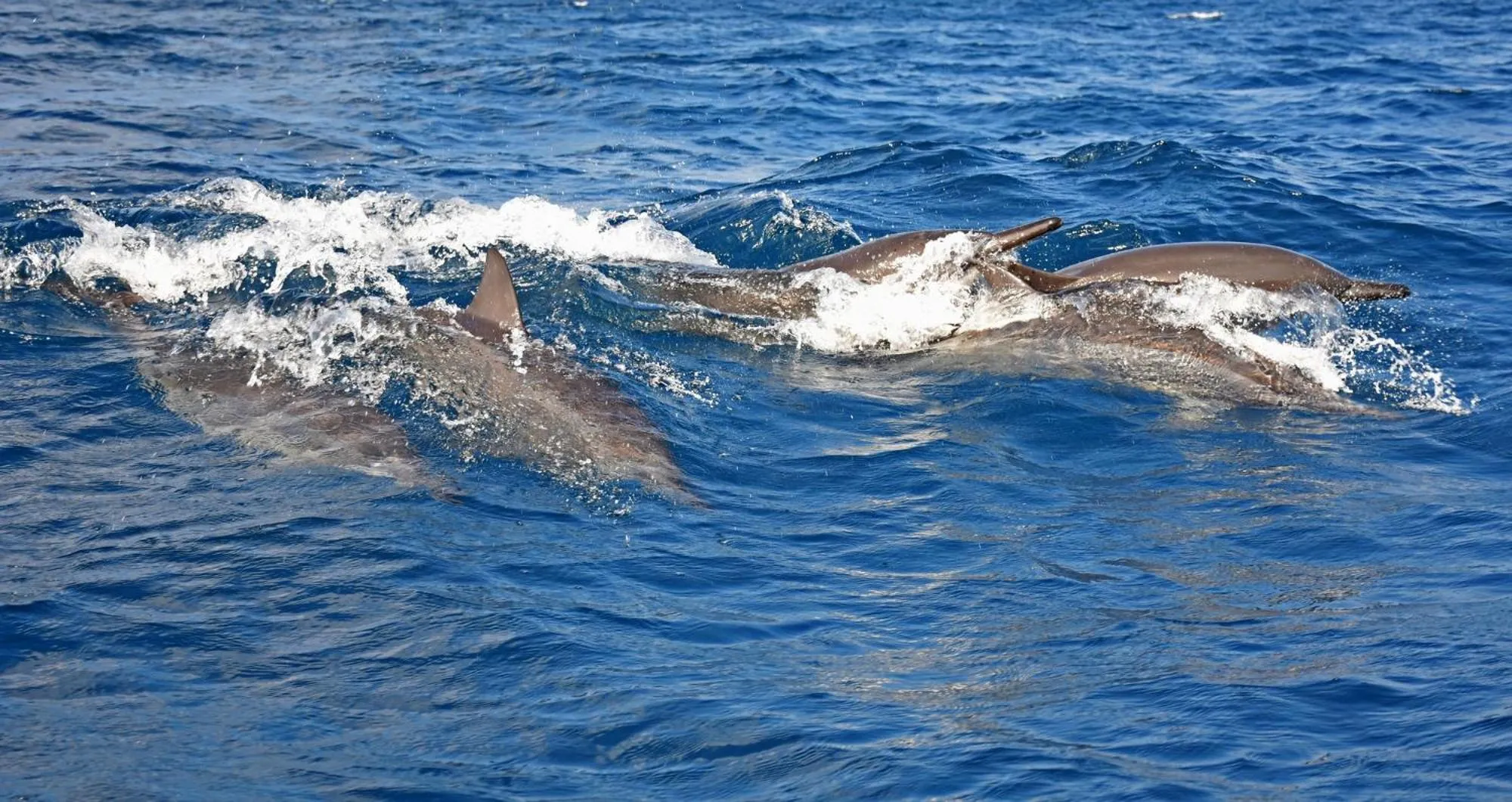 Activities in Melheim Beach Kalpitiya