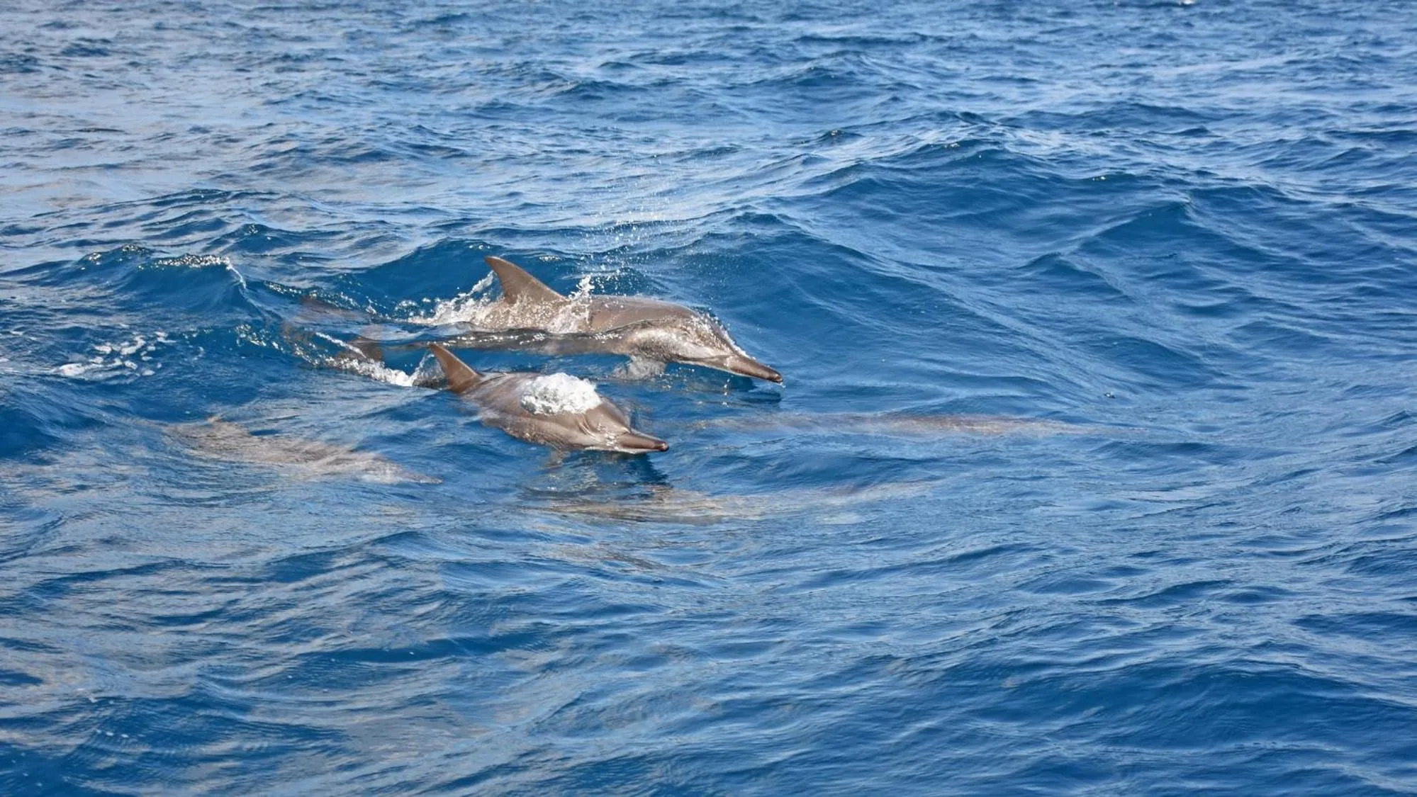 Fishing in Melheim Beach Kalpitiya