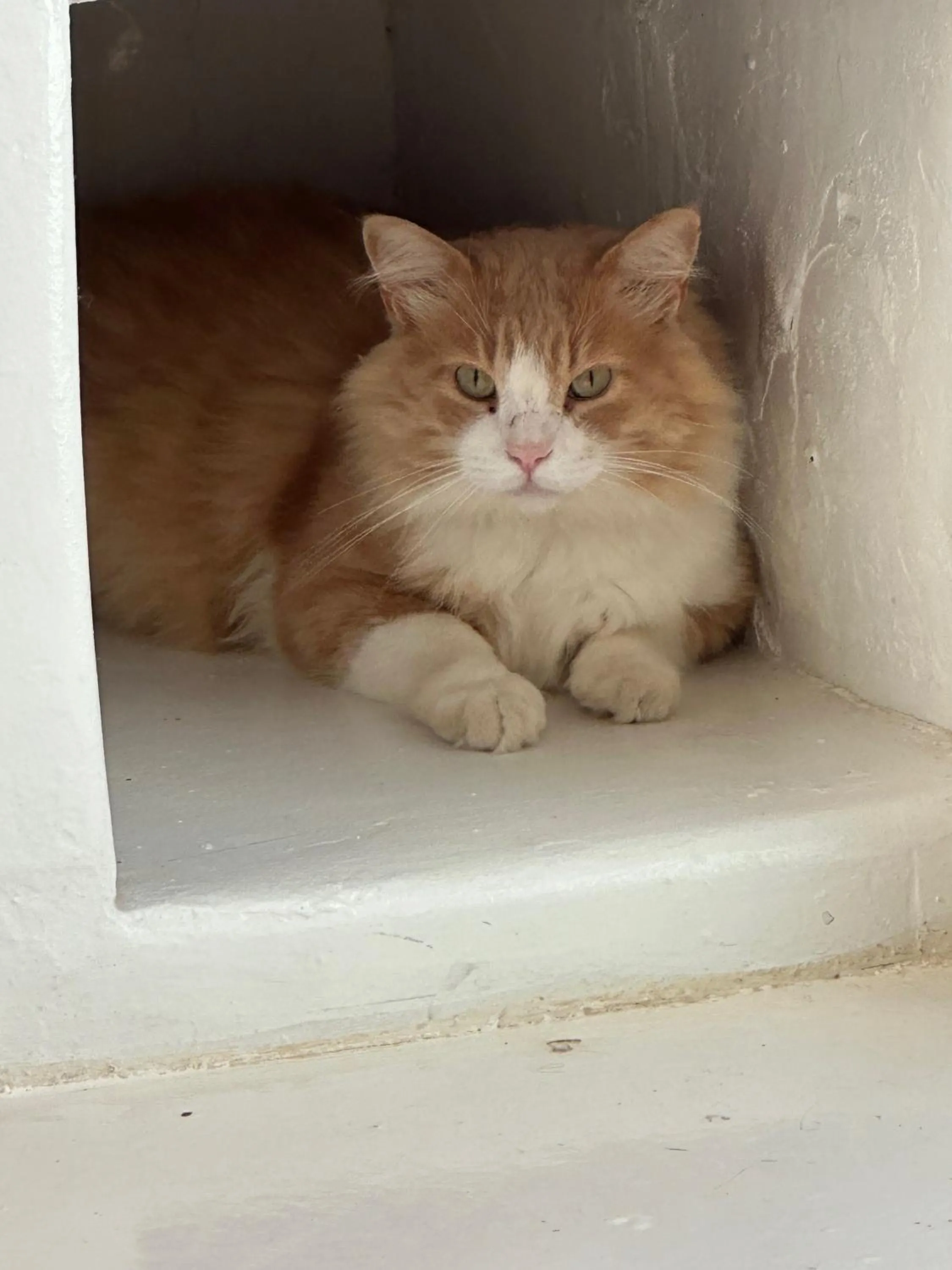 Pets in PAIISE Hotels