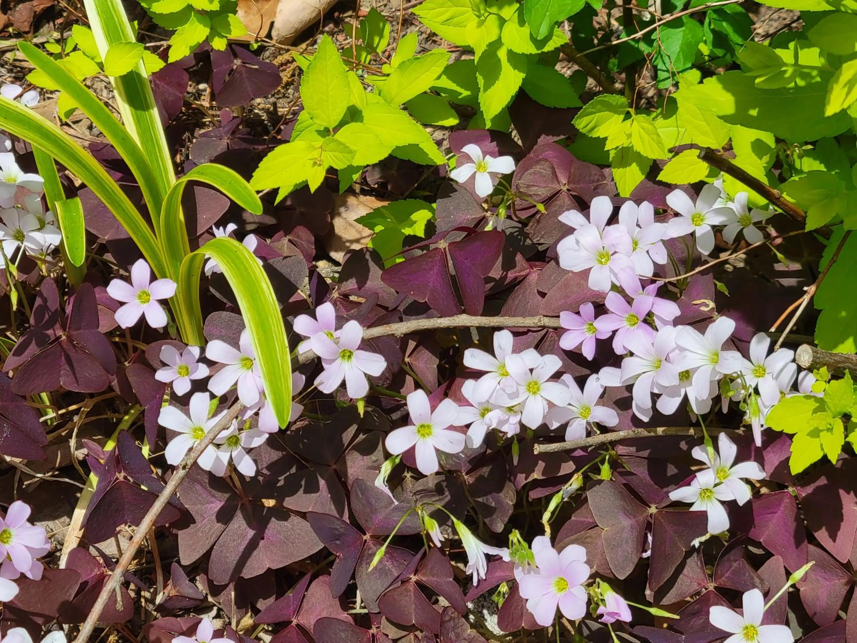 Garden in Evening Shade Inn