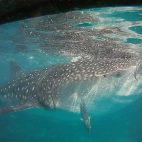 Azulea Lodging House Oslob