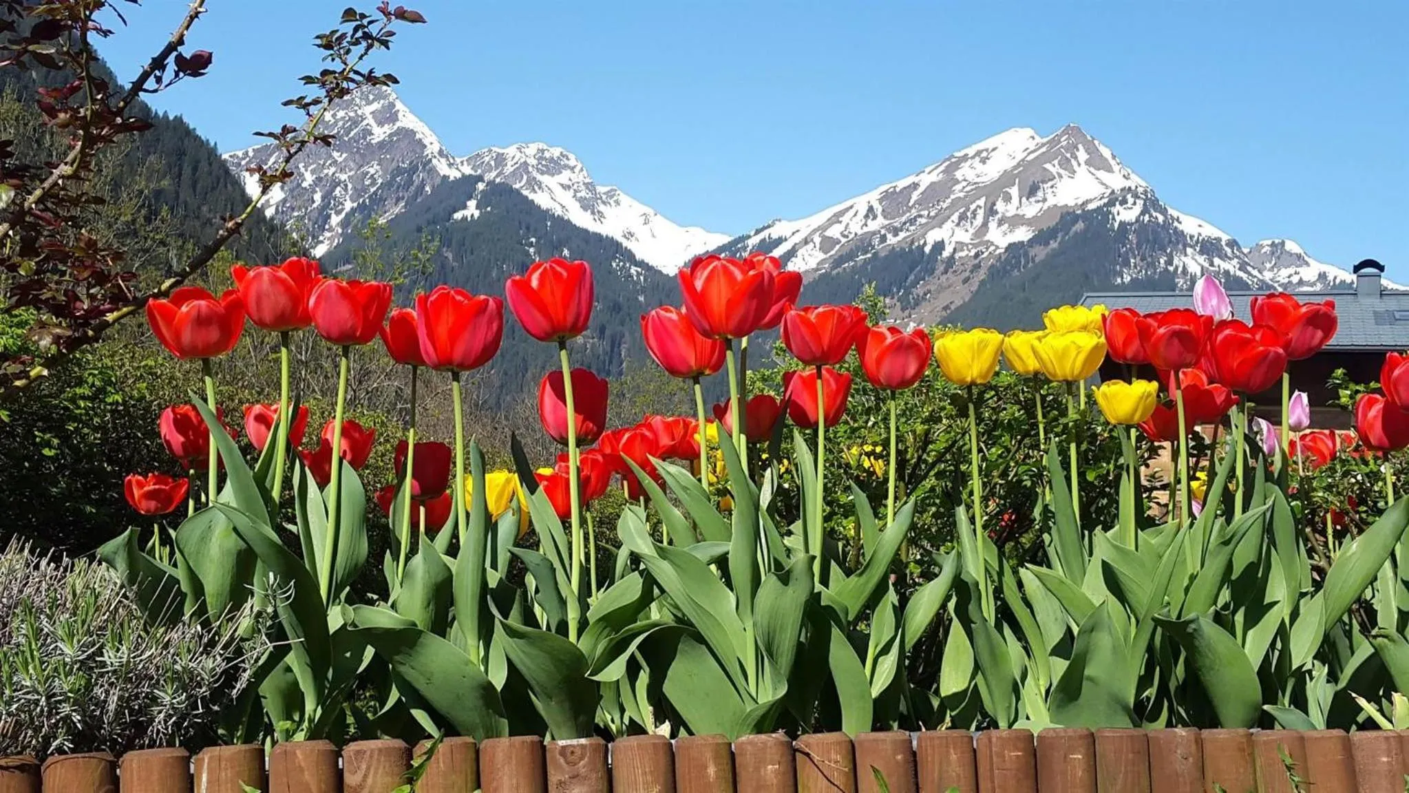 Garden in Haus Salzmann