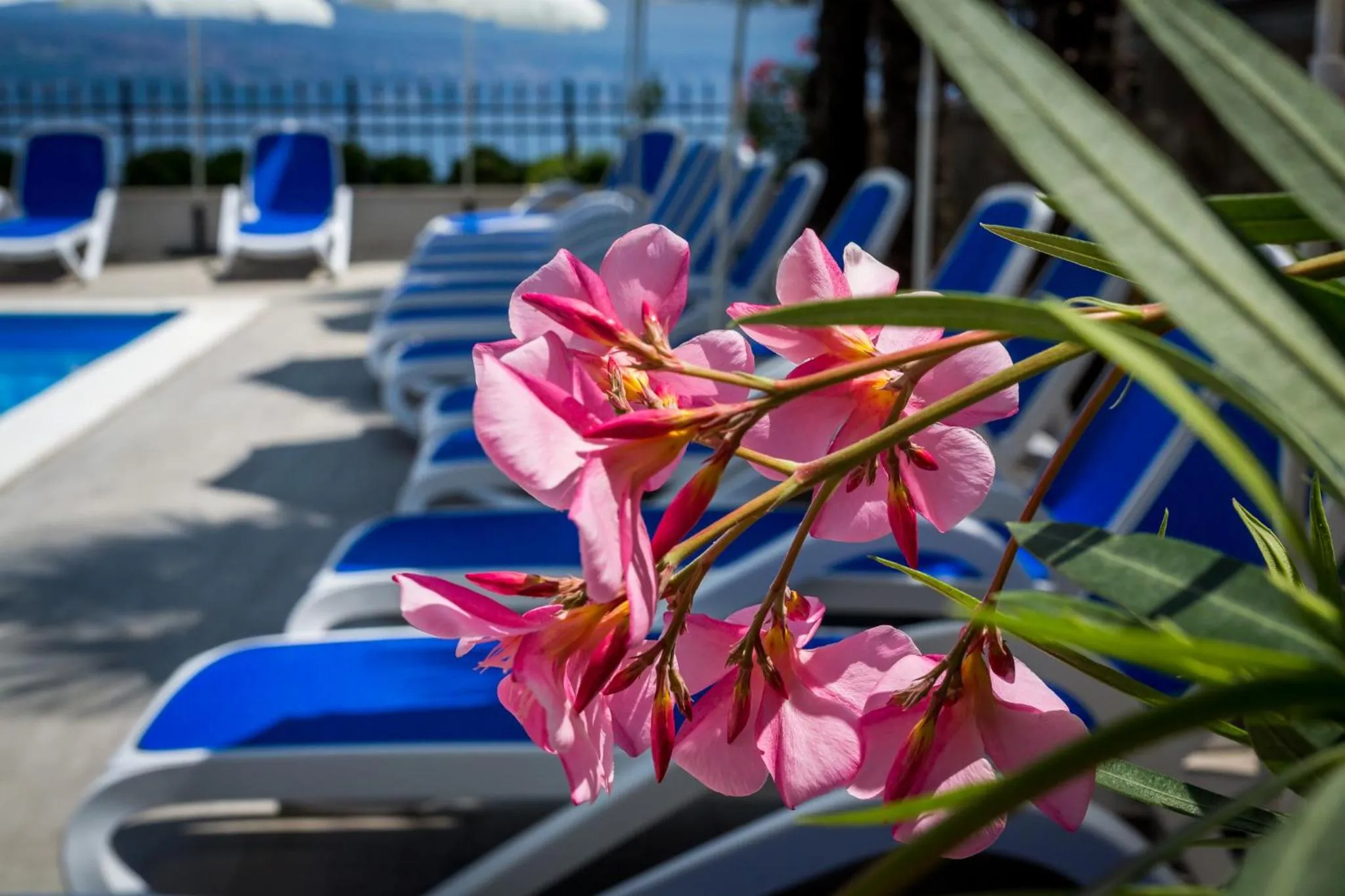 Swimming pool in Hotel Domino