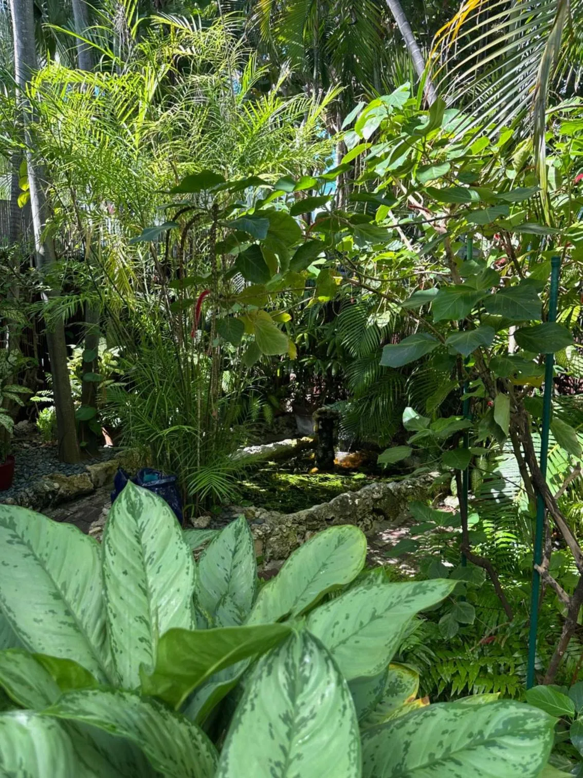 Garden in Douglas House