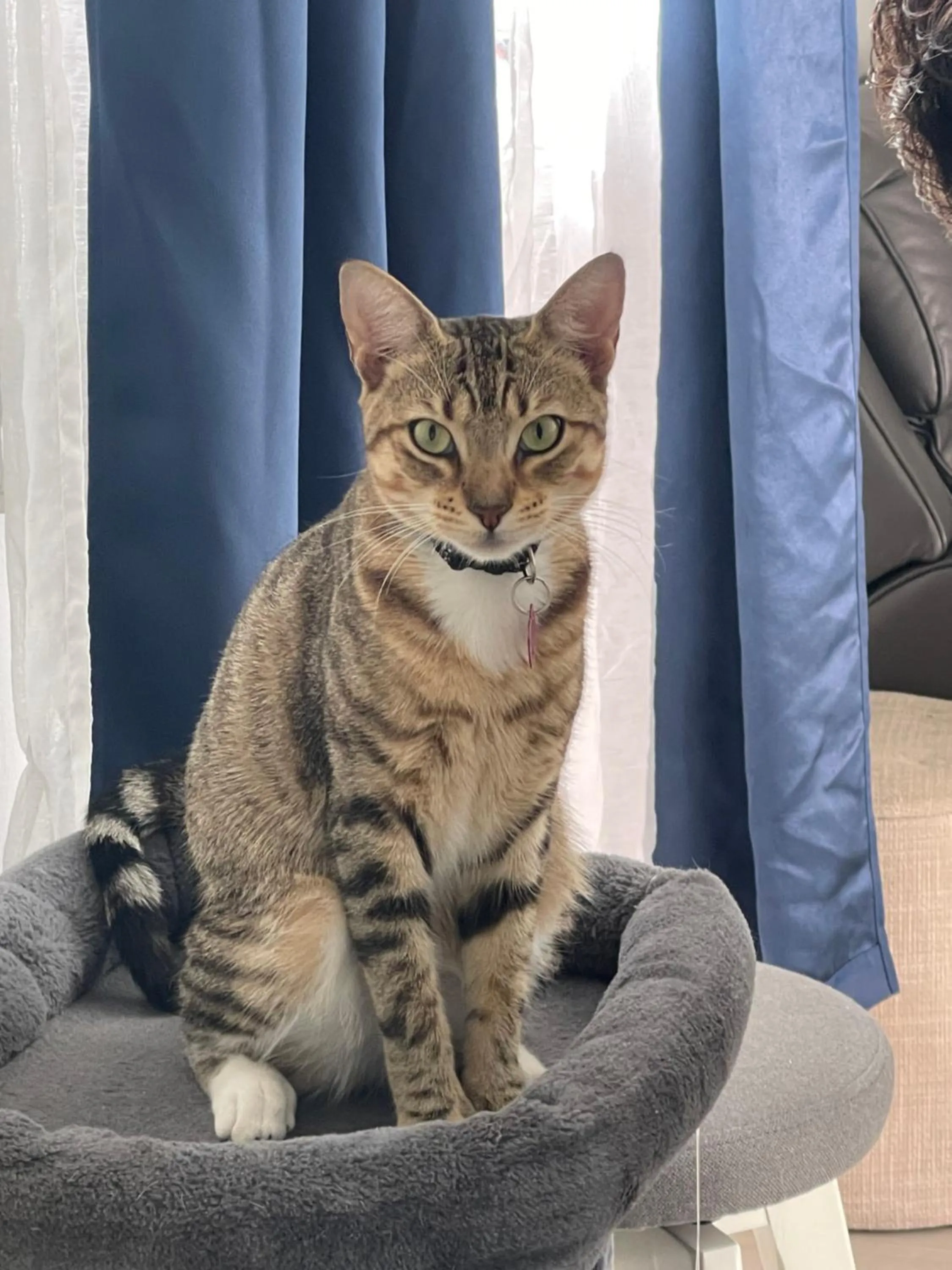 Pets in The Palms Hotel