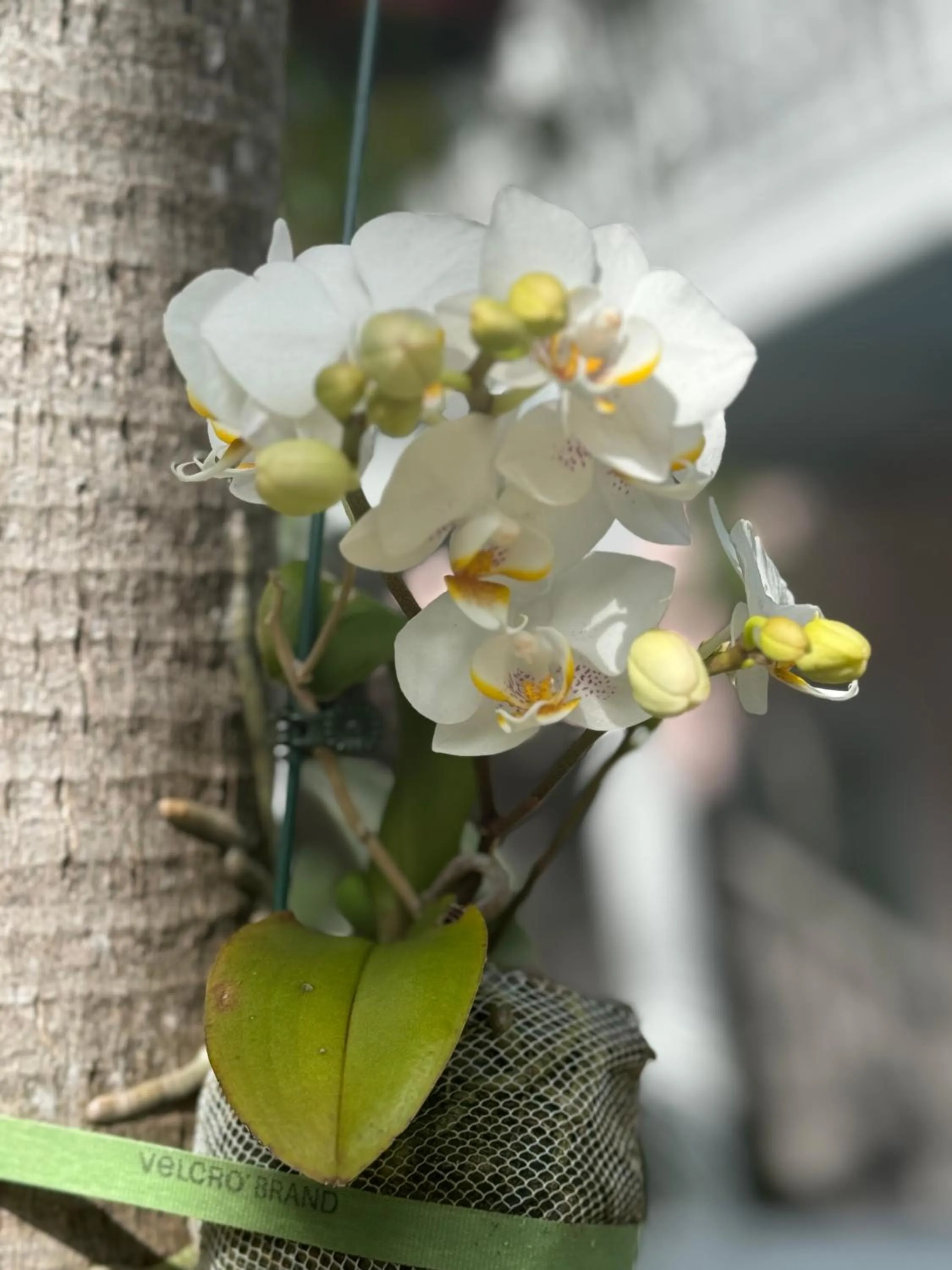 Spring in The Palms Hotel