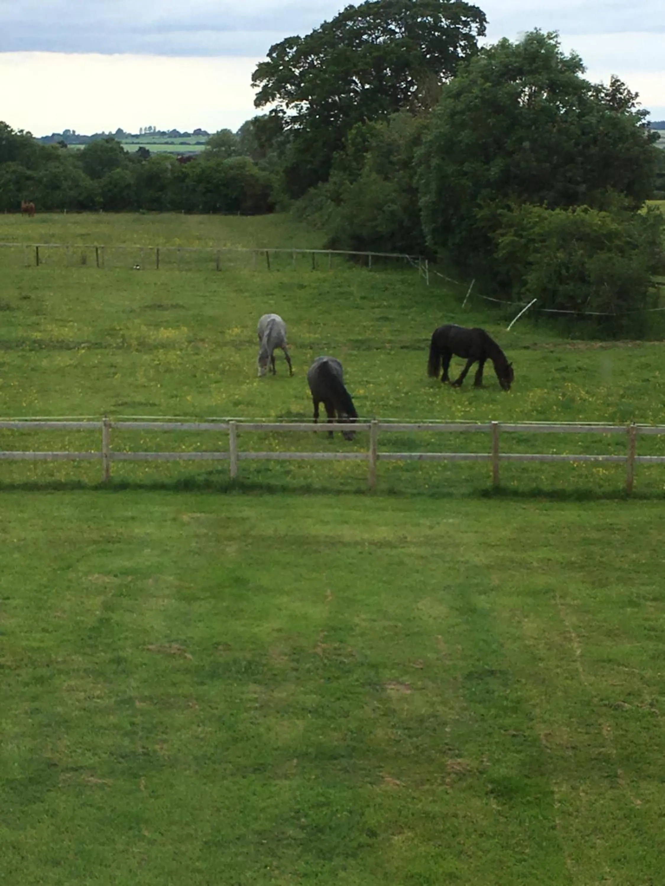 Animals in Folly Fields Farm B&B