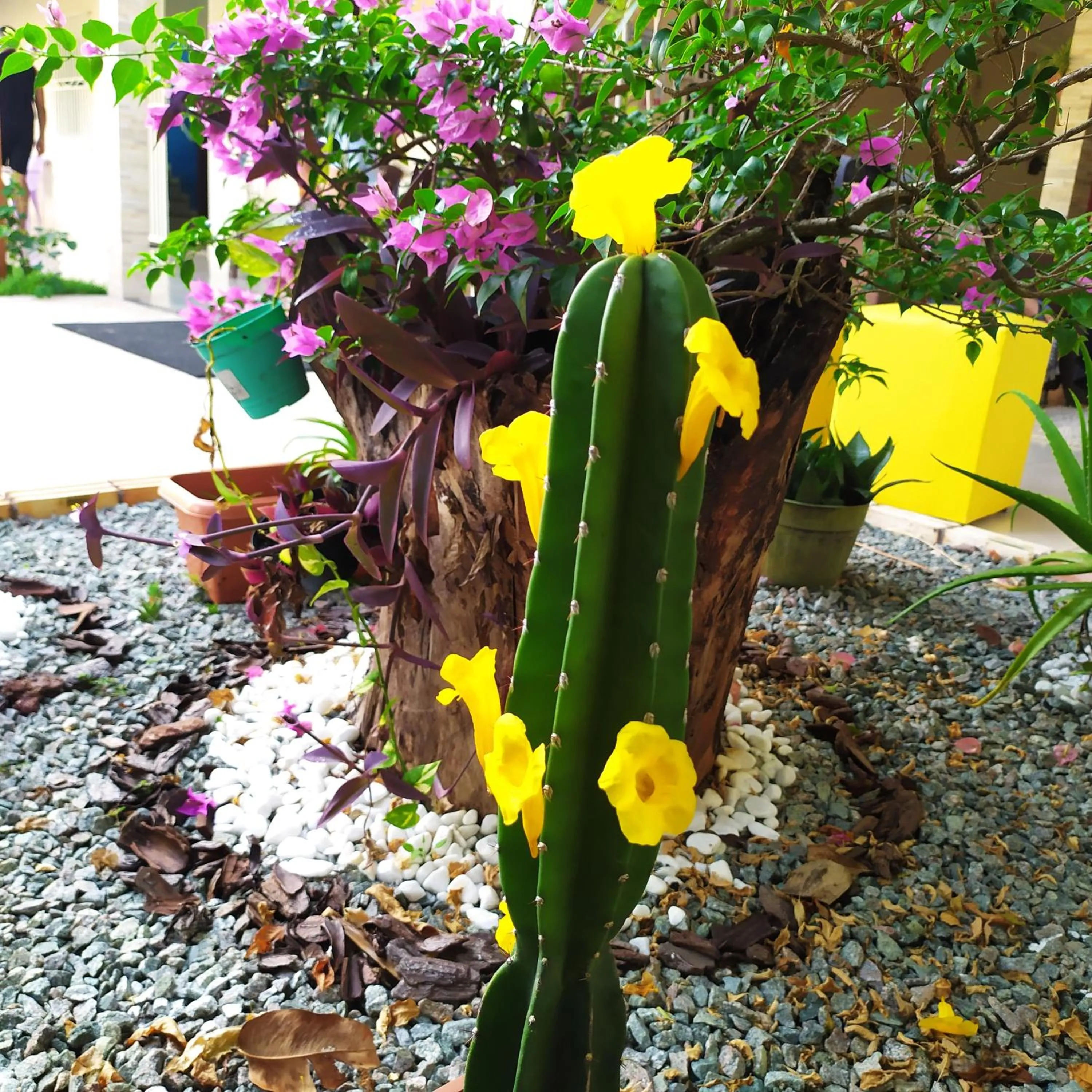 Day in Pousada Barreirinhas House