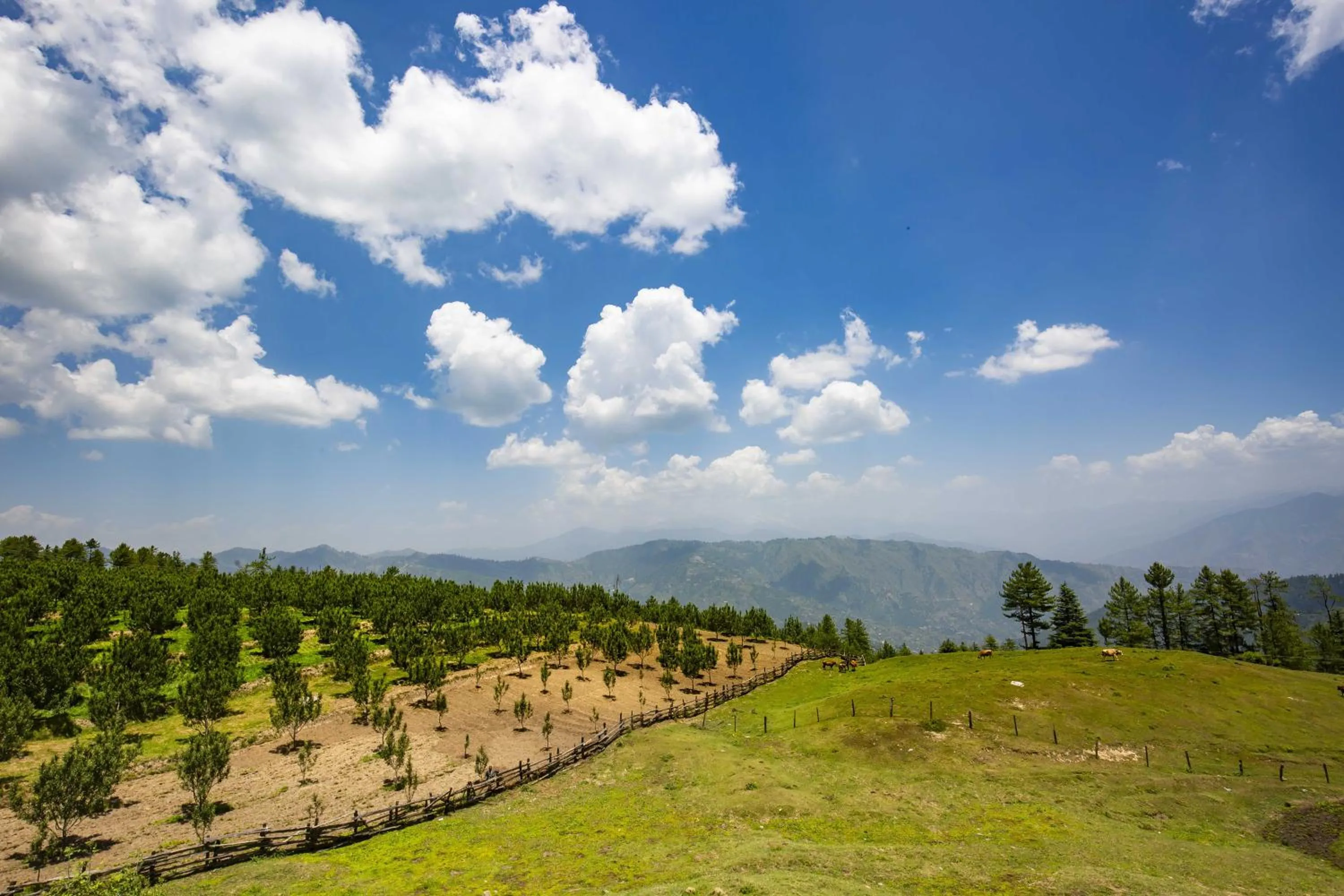 Natural landscape in Zostel Homes Kotkhai, Shimla