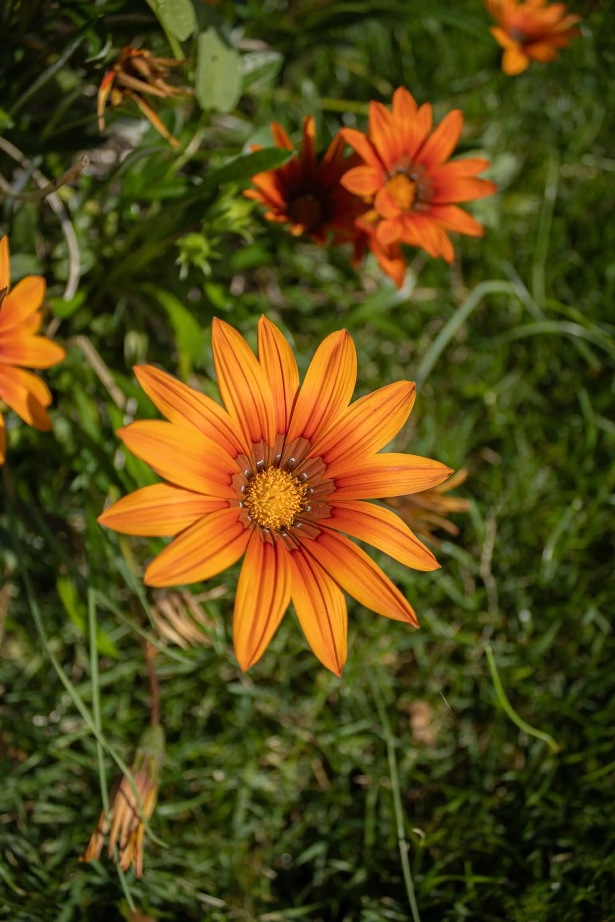 Garden in Villa Ada-Trulli Puglia