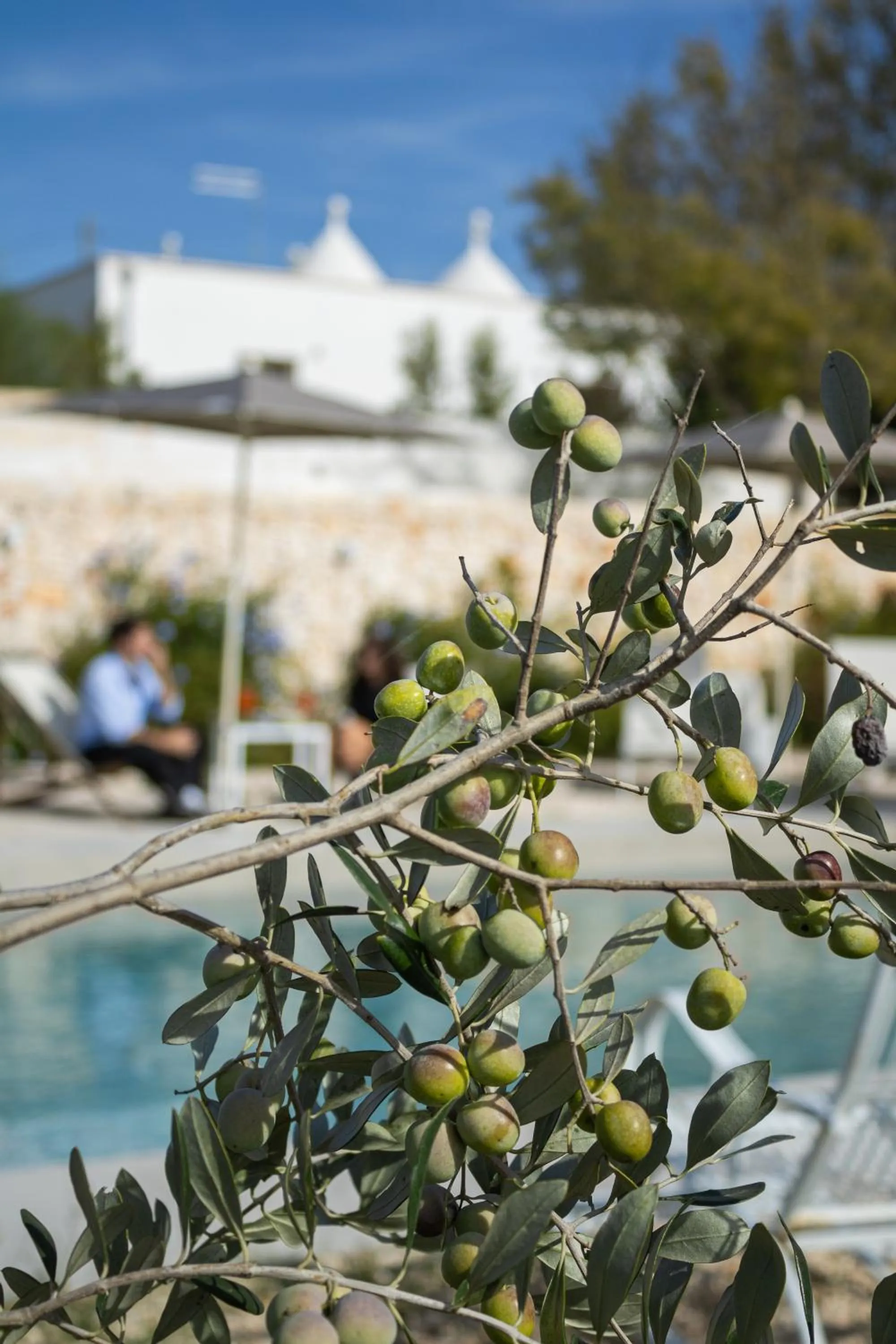 Pool view in Villa Ada-Trulli Puglia