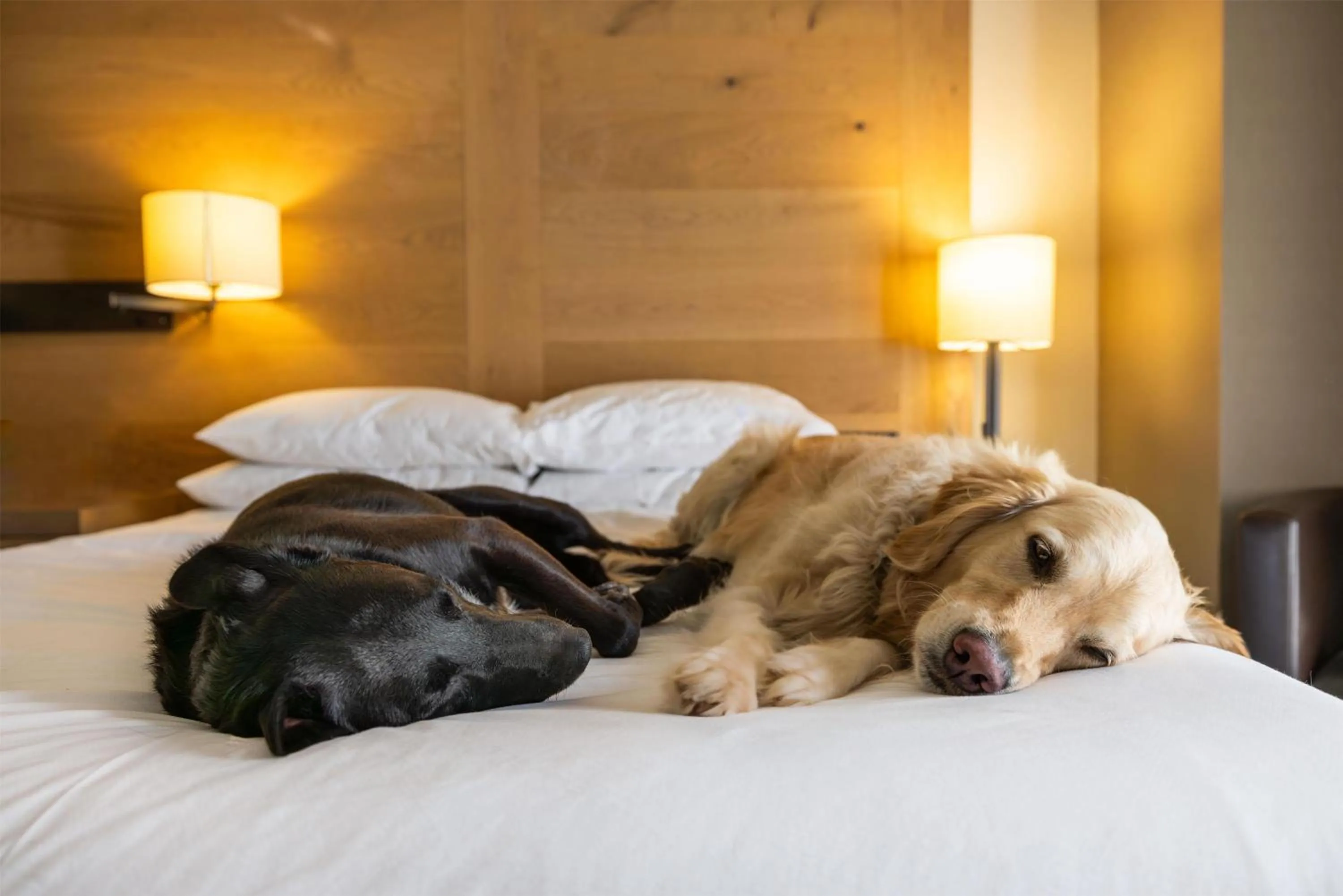 Bedroom, Bed in Hyatt Regency Lake Tahoe Resort, Spa & Casino