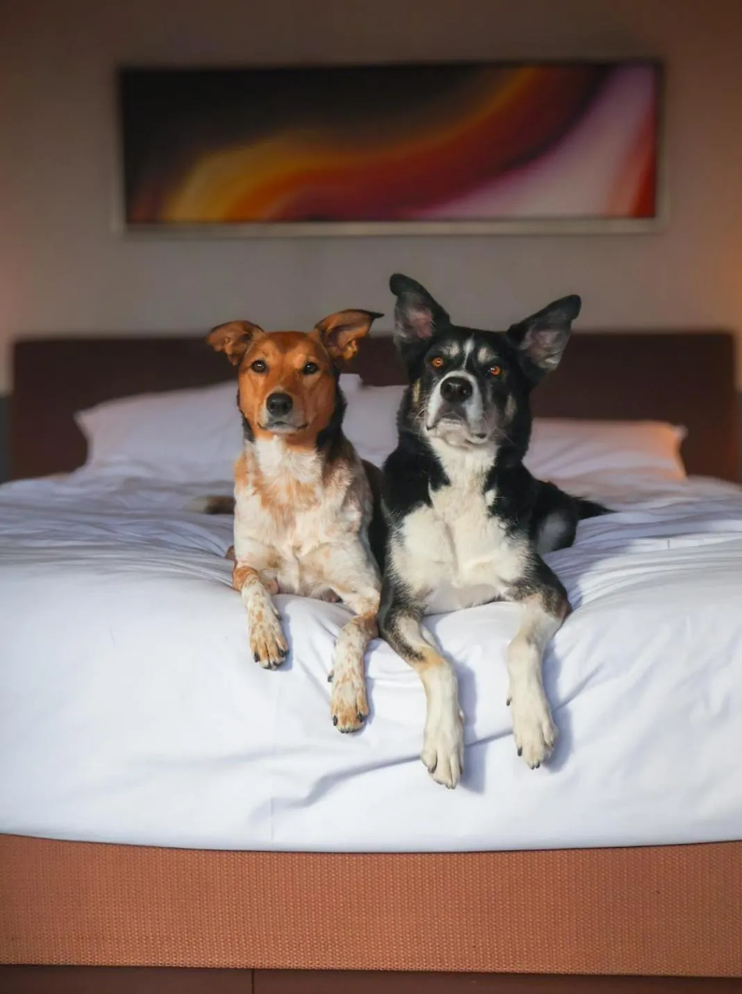 Pets in Grand Hyatt Denver