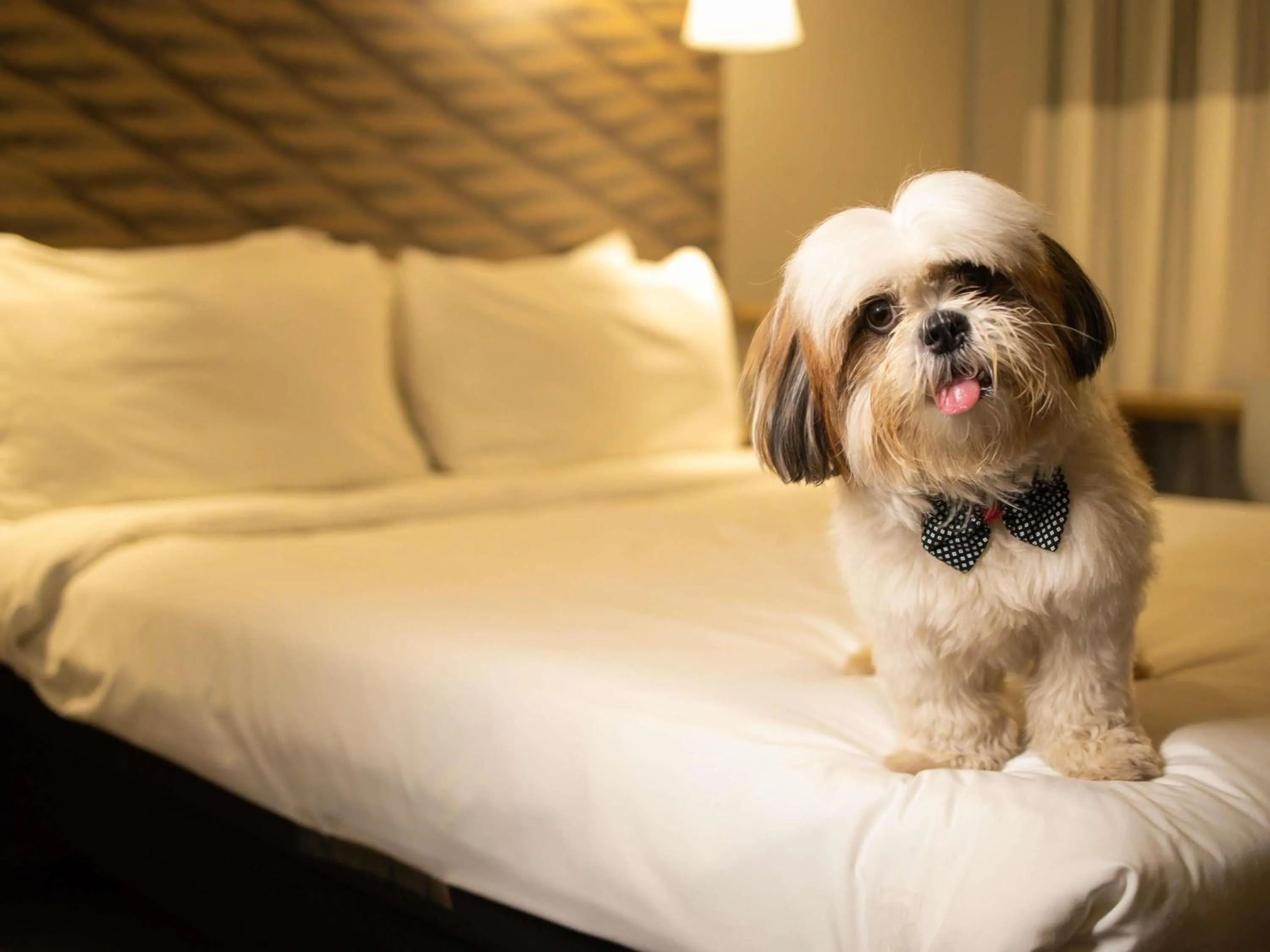 Other, Bed in ibis Juazeiro do Norte