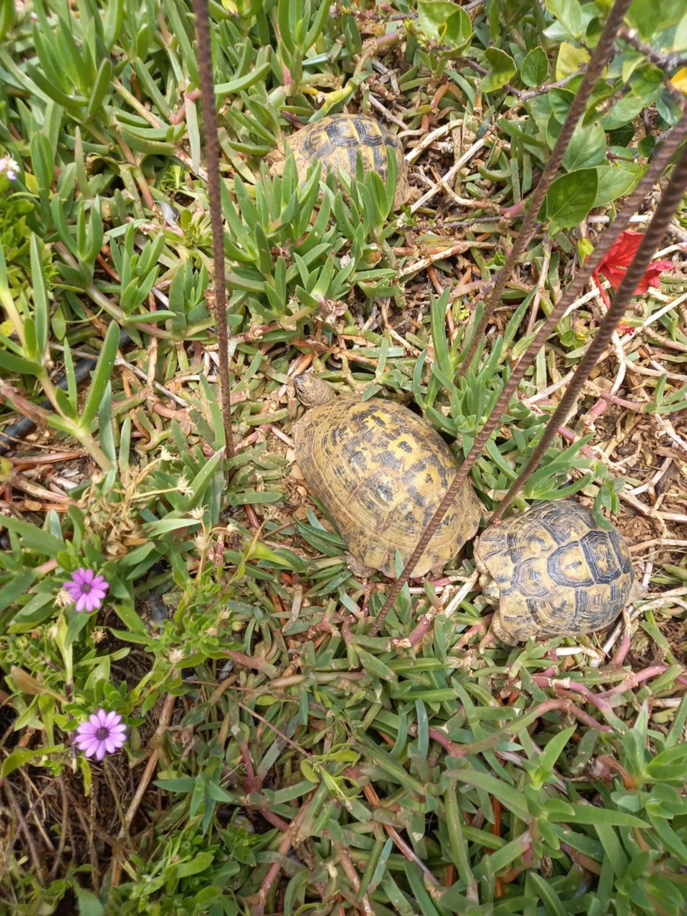 Garden in MAISON D’HÔTE LES TORTUES -