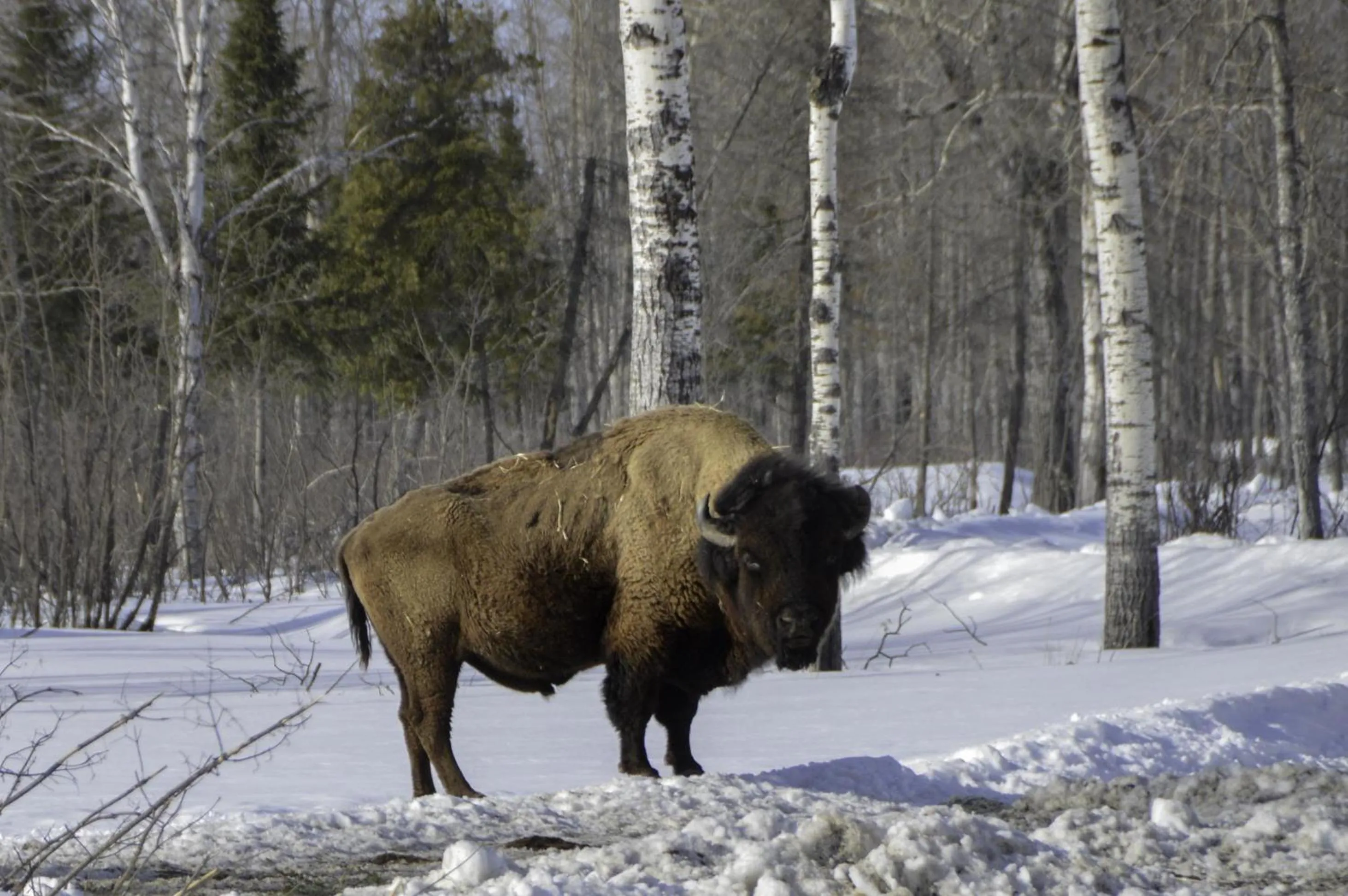 Activities in Cedar Meadows Resort & Spa, an Ascend Collection Resort