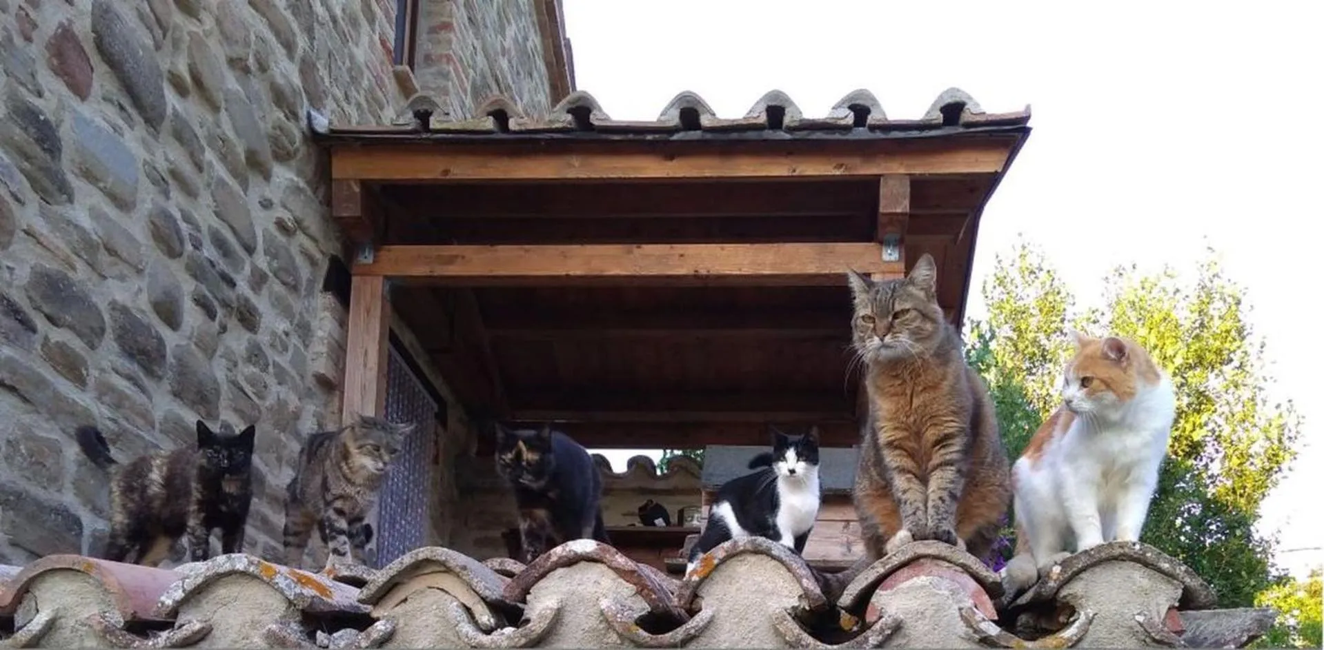 Animals in B&B BOSCOVECCHIO