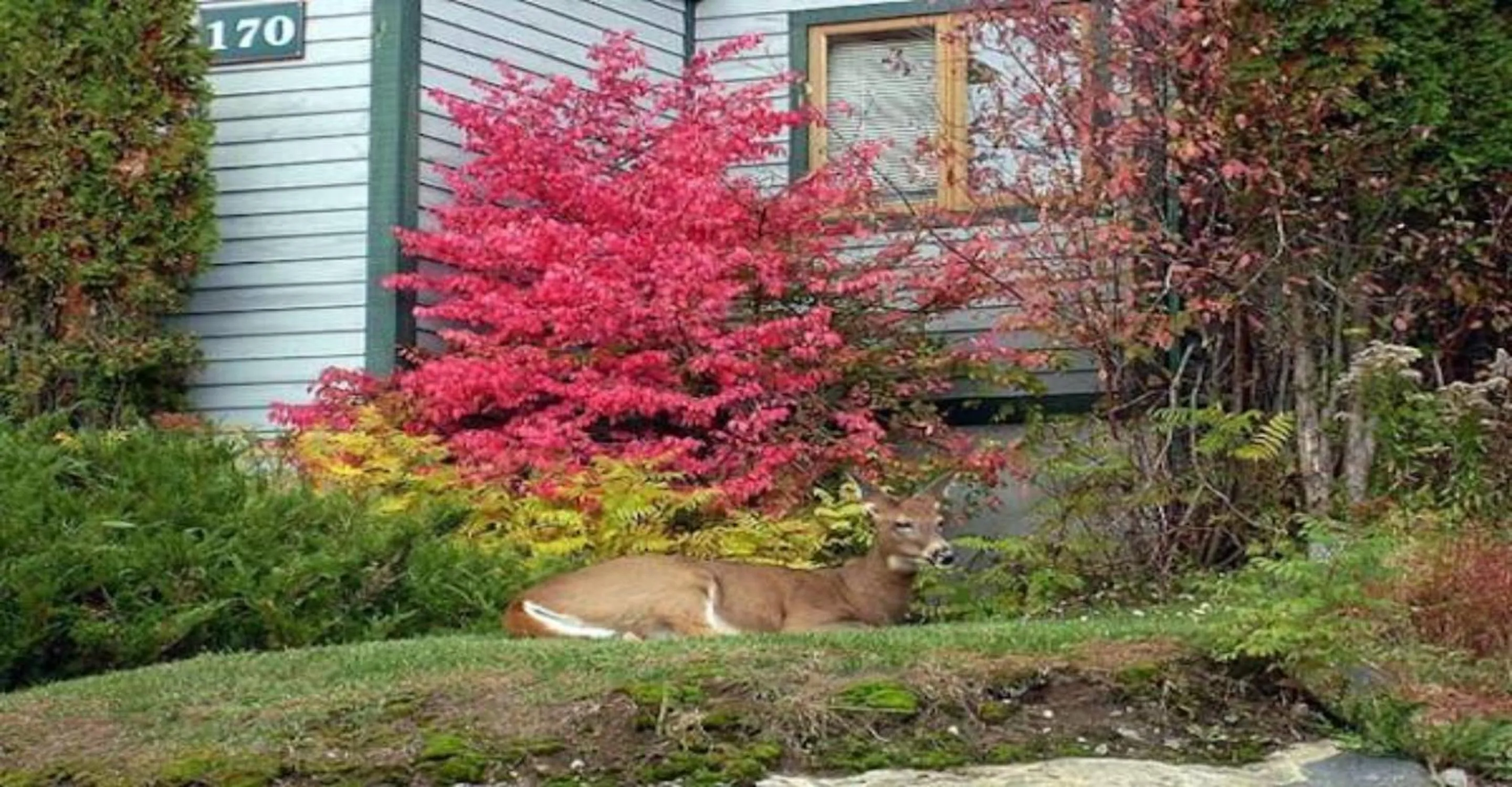 Clairière by Rendez-Vous Mont-Tremblant