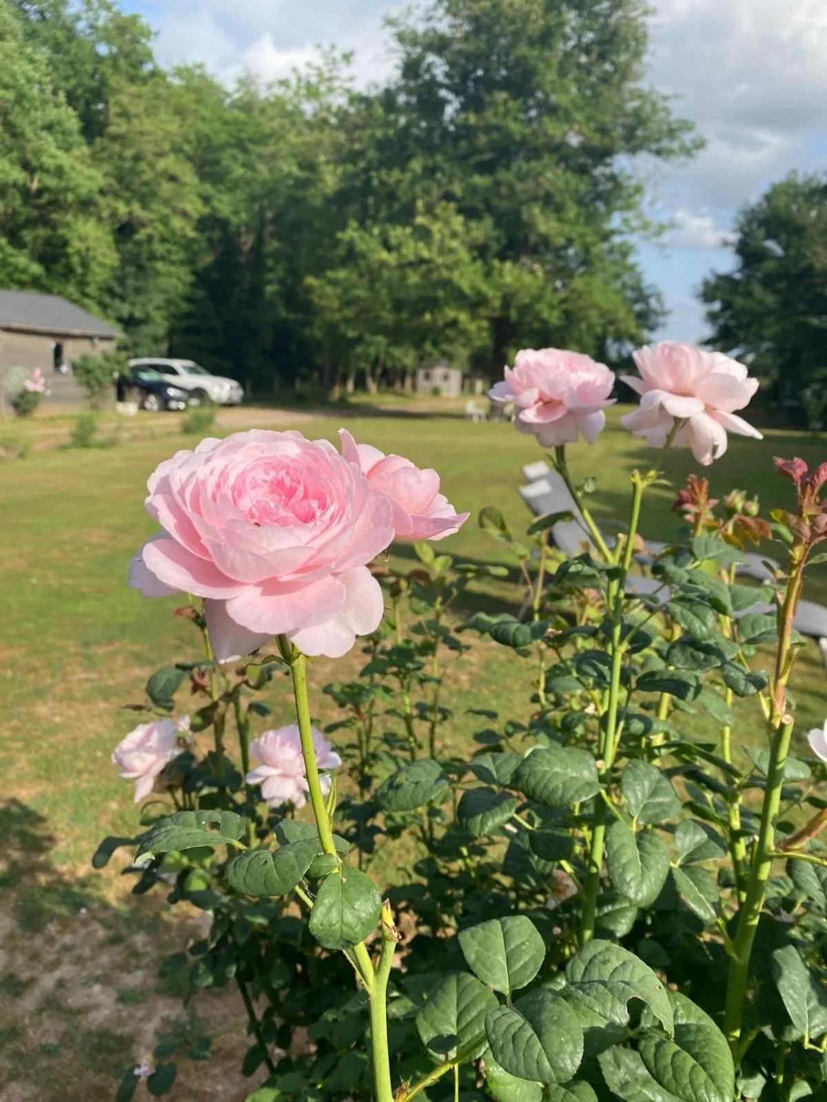 Garden in LE CLOS DU GOLF