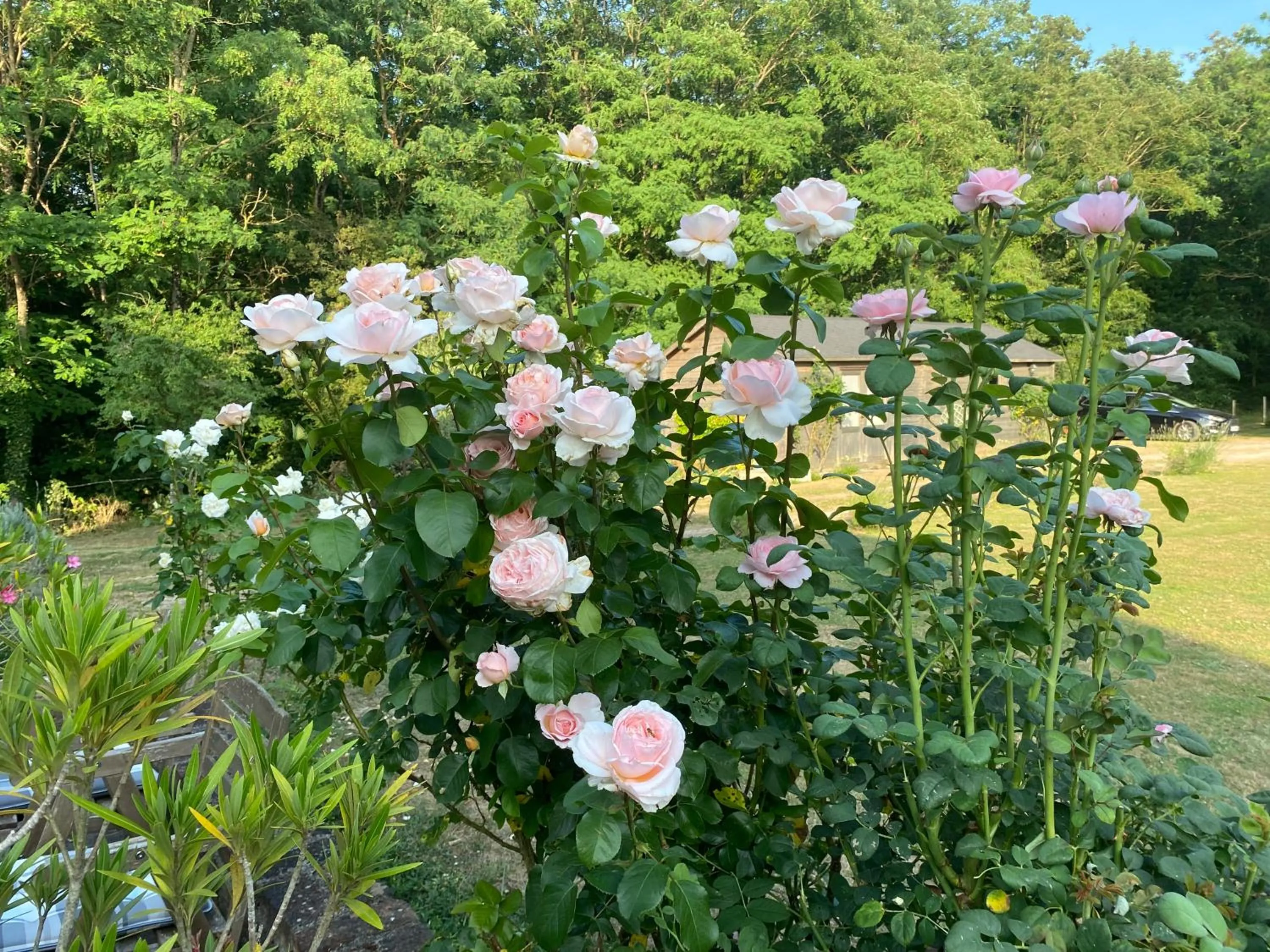 Garden in LE CLOS DU GOLF