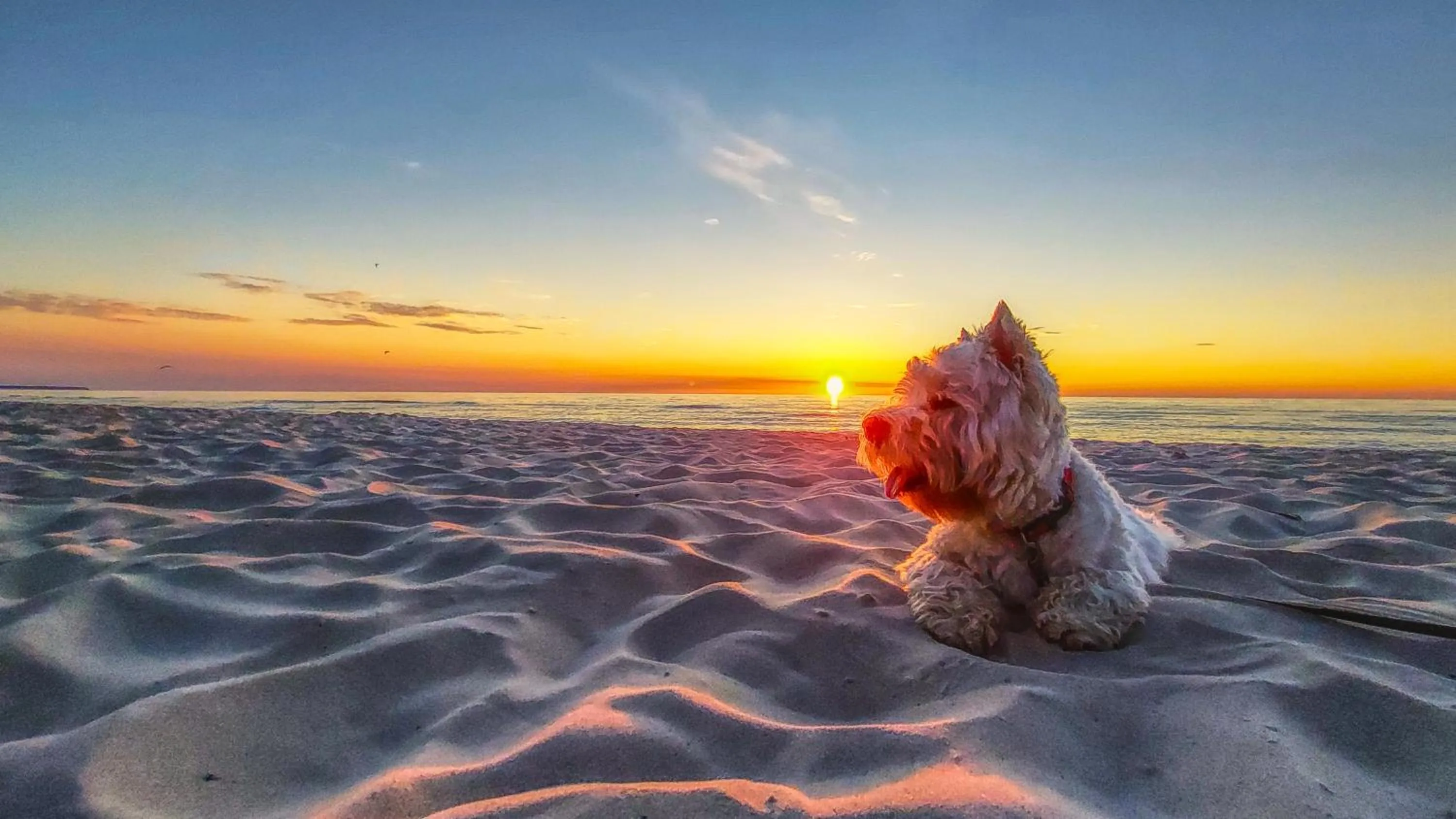 Animals in Seaside Park Hotel