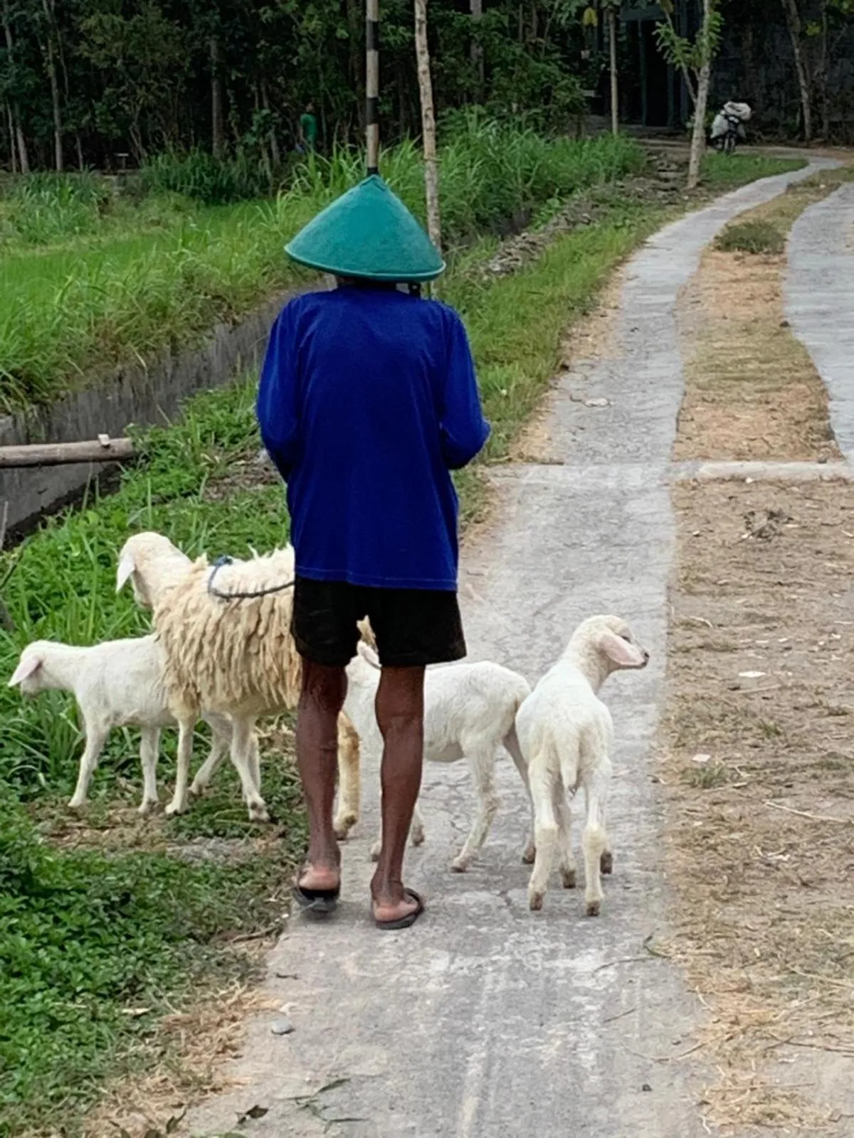 Villa Kayu Yogyakarta